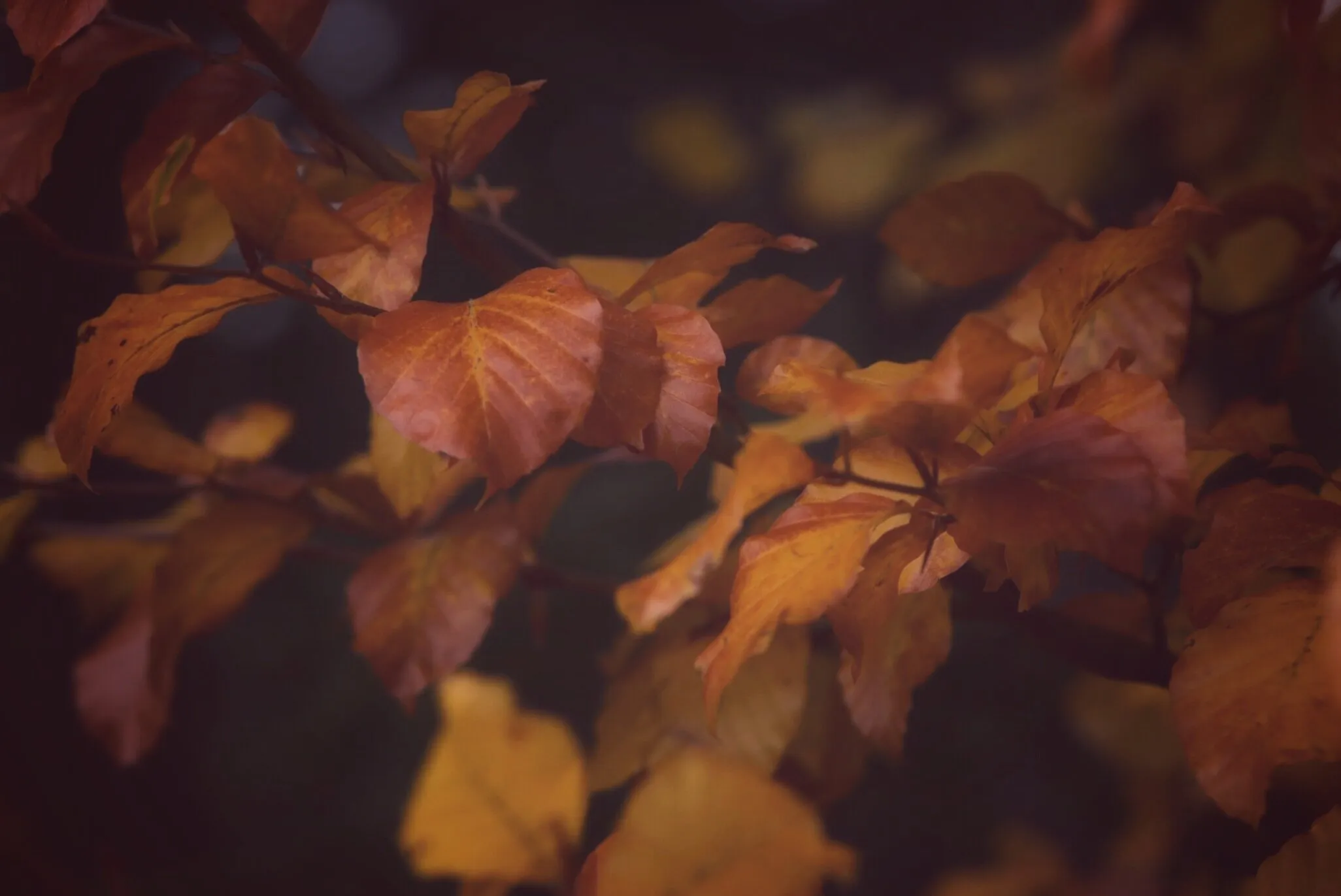Autumn leaves