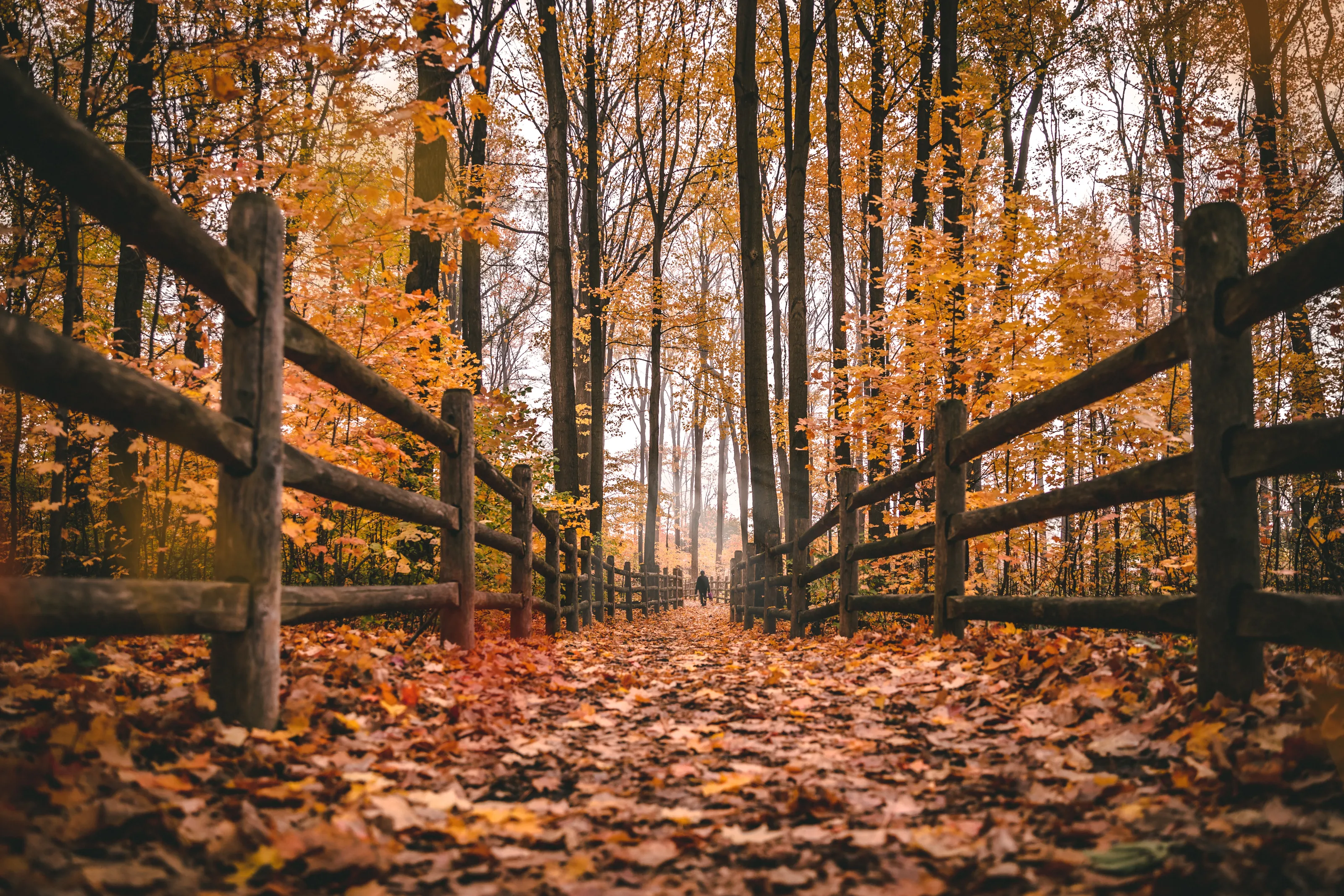 A walk on the path