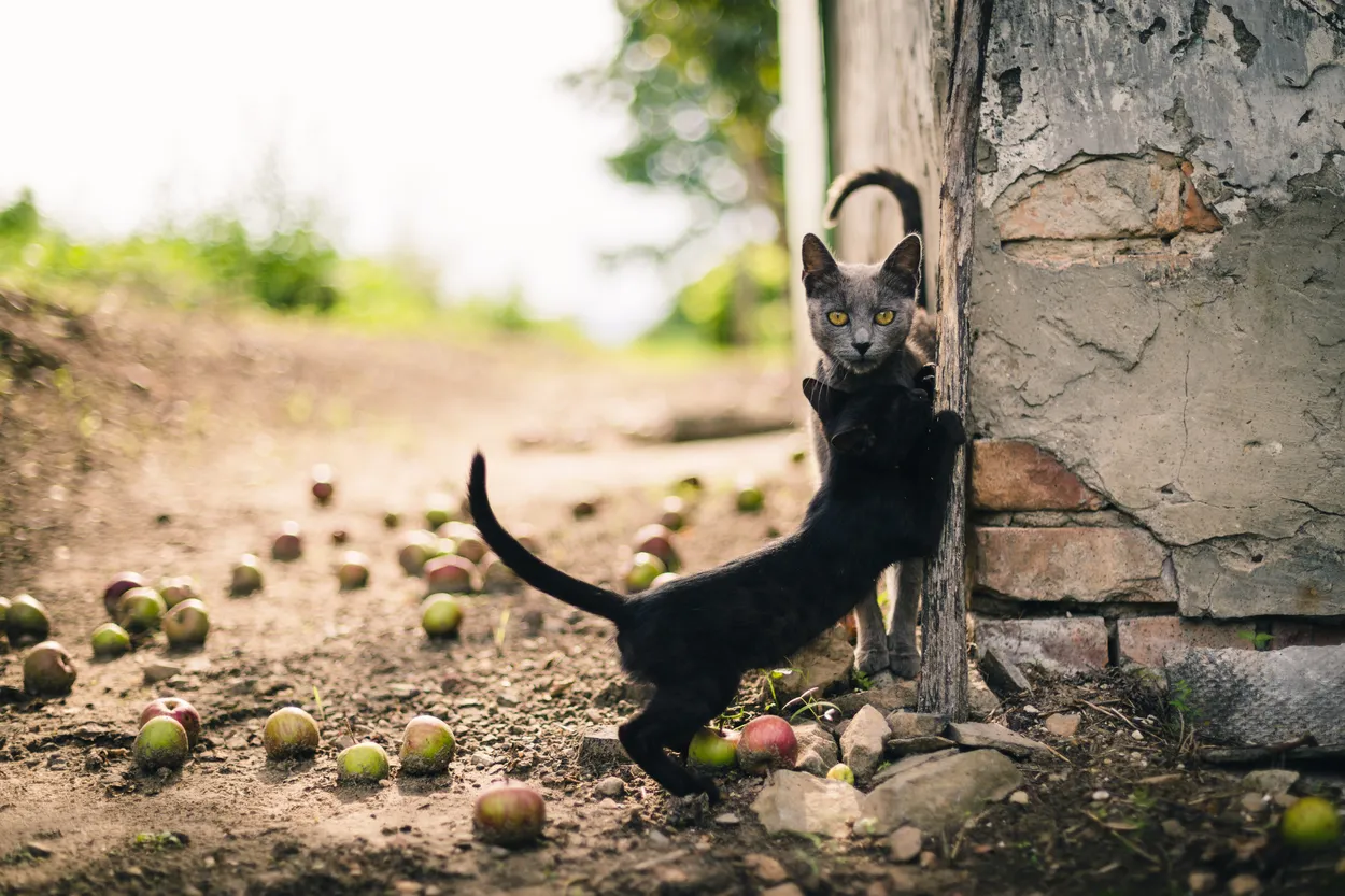 Entry 418887