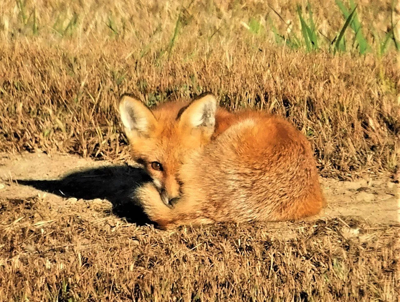 Curious Critter