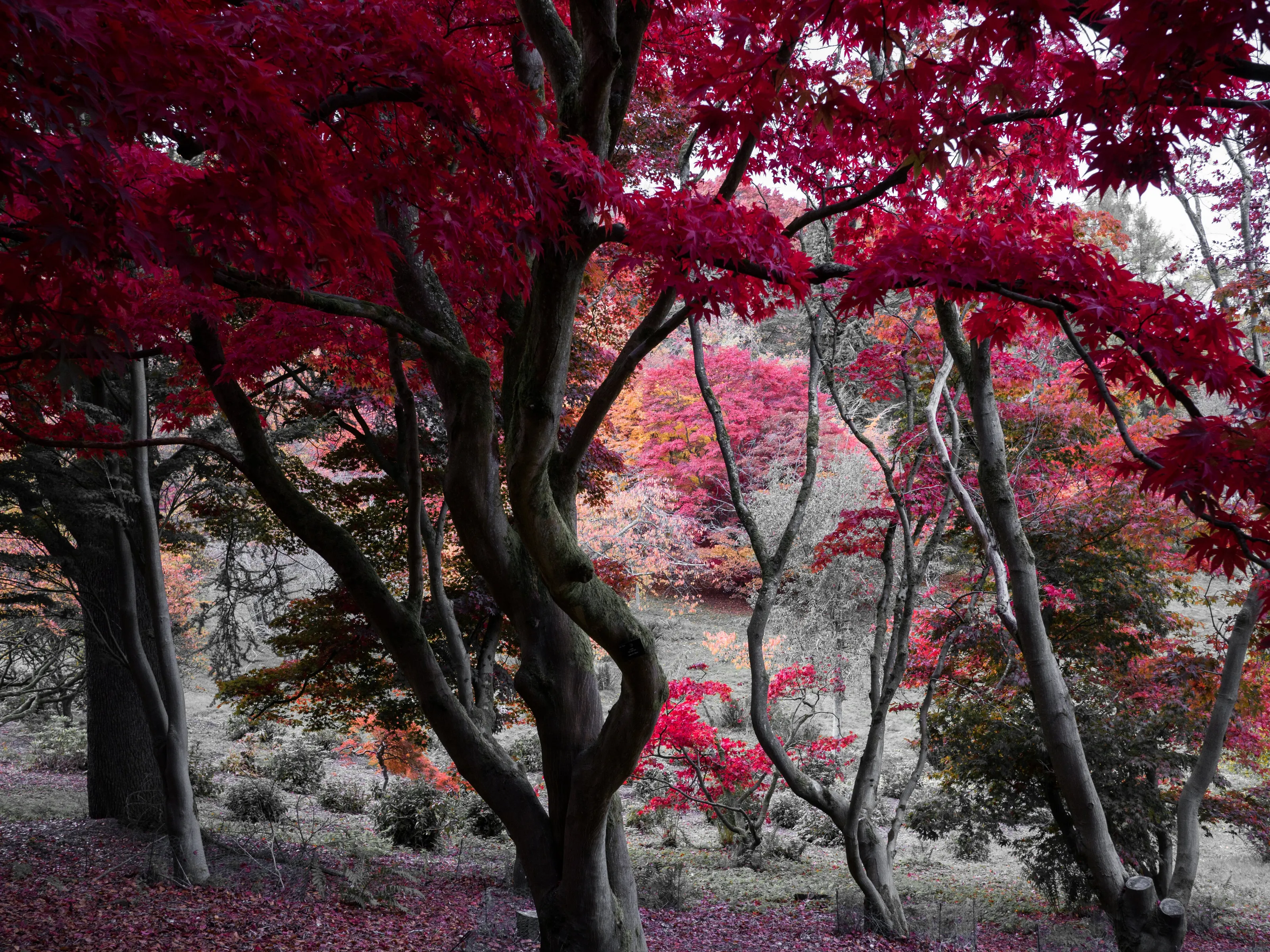 Autumn red jungle