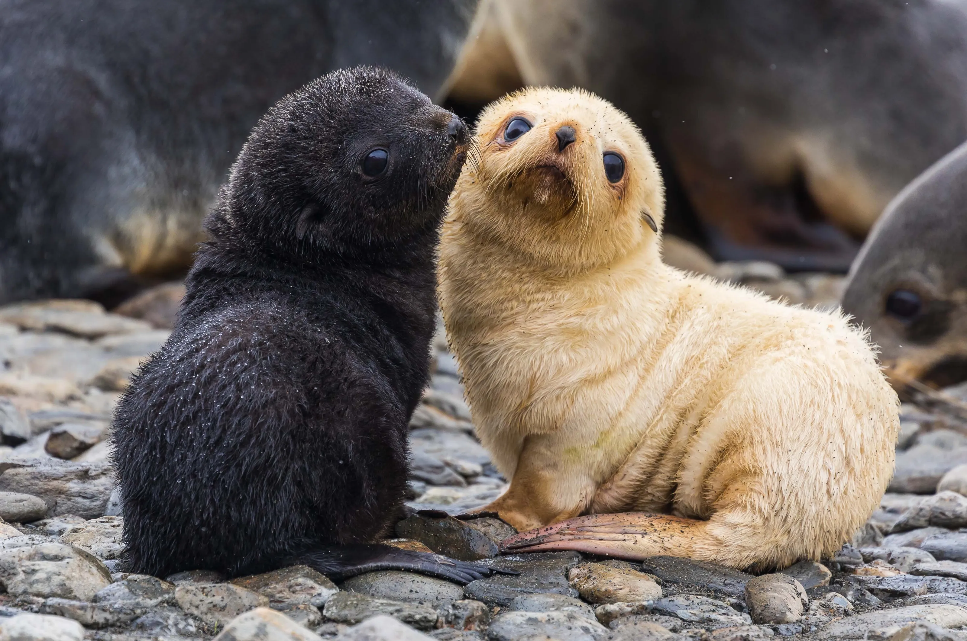 Living in Harmony