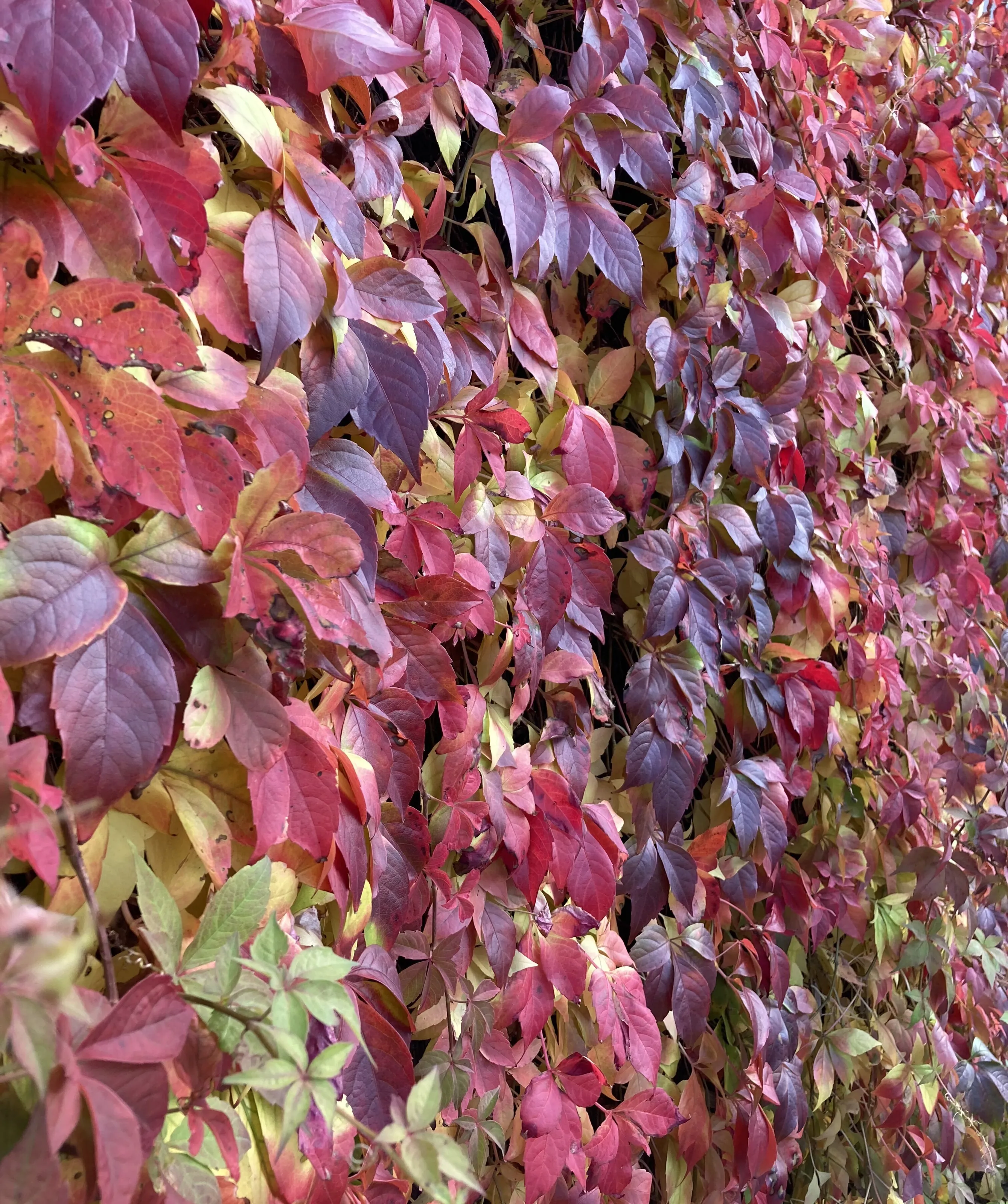wall of colour