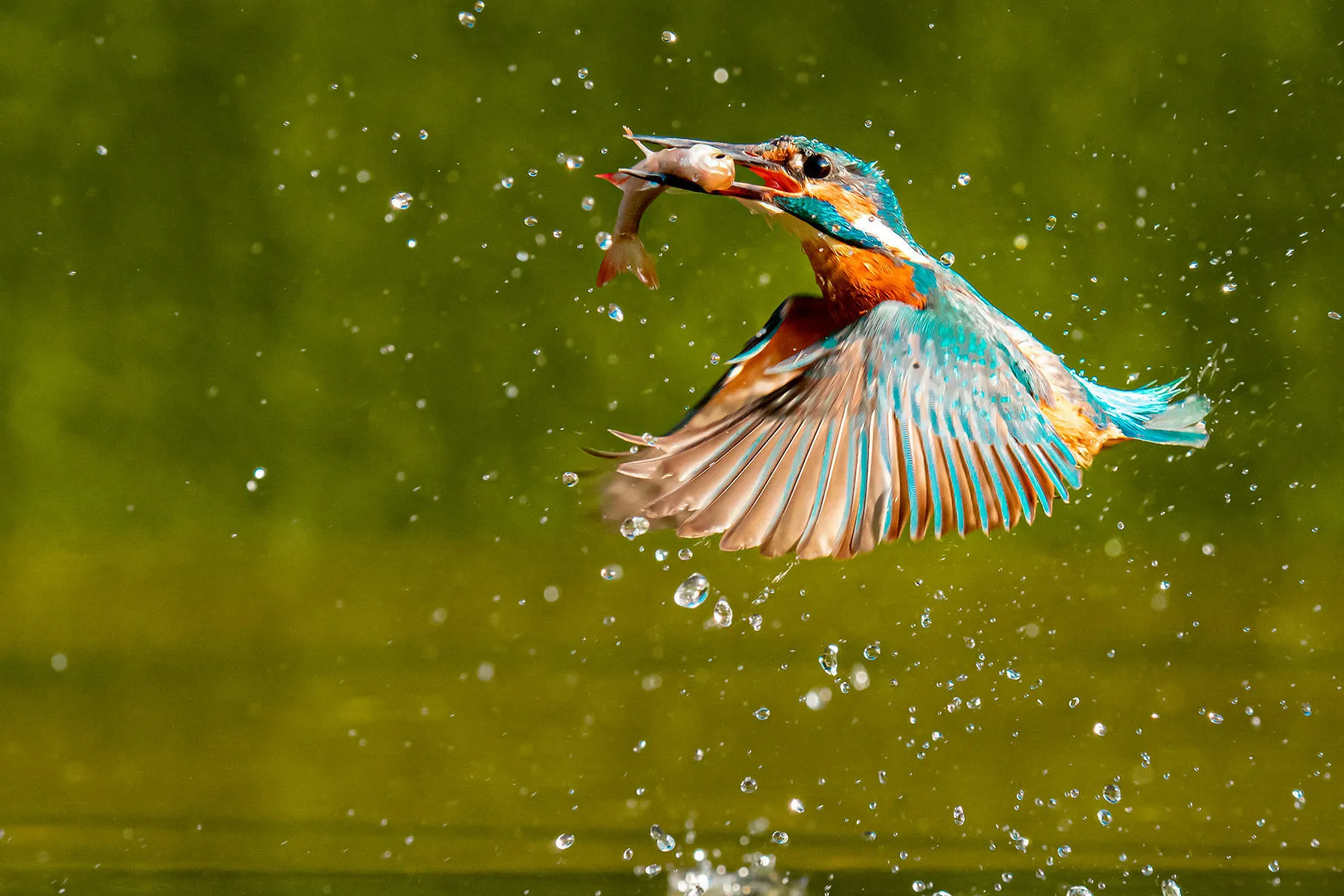 Kingfisher