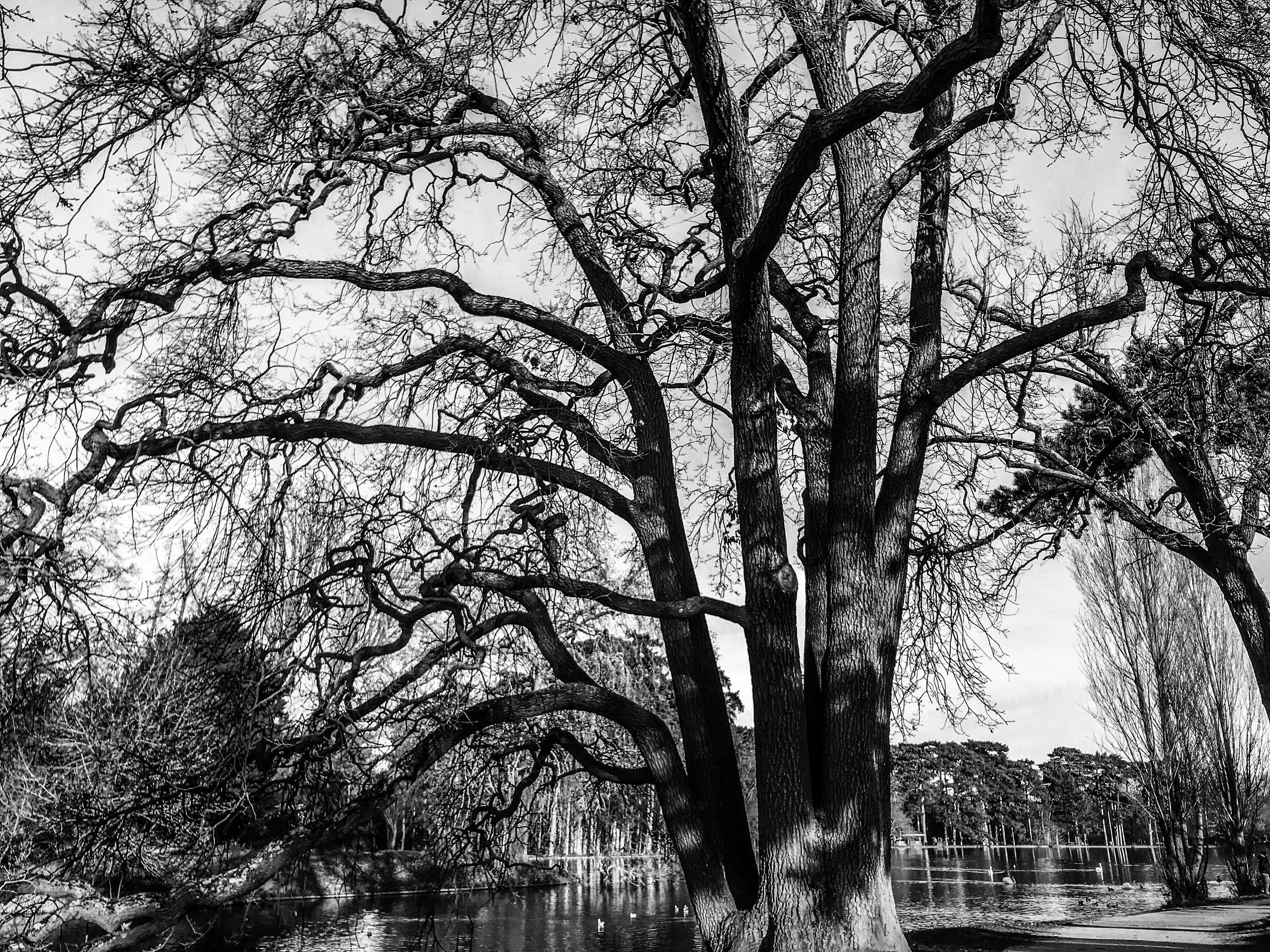 Unveiled Old Tree