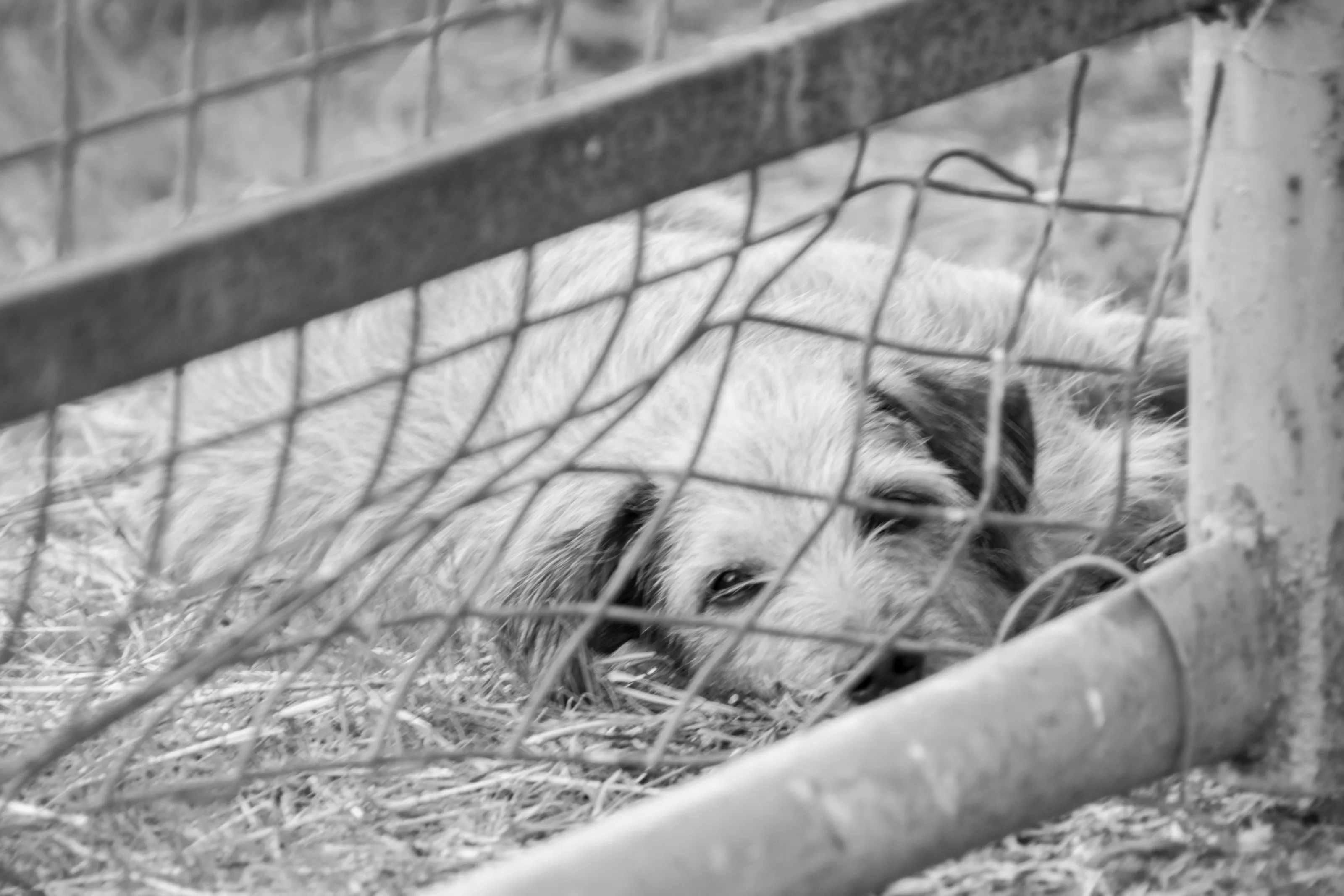 the farm dog