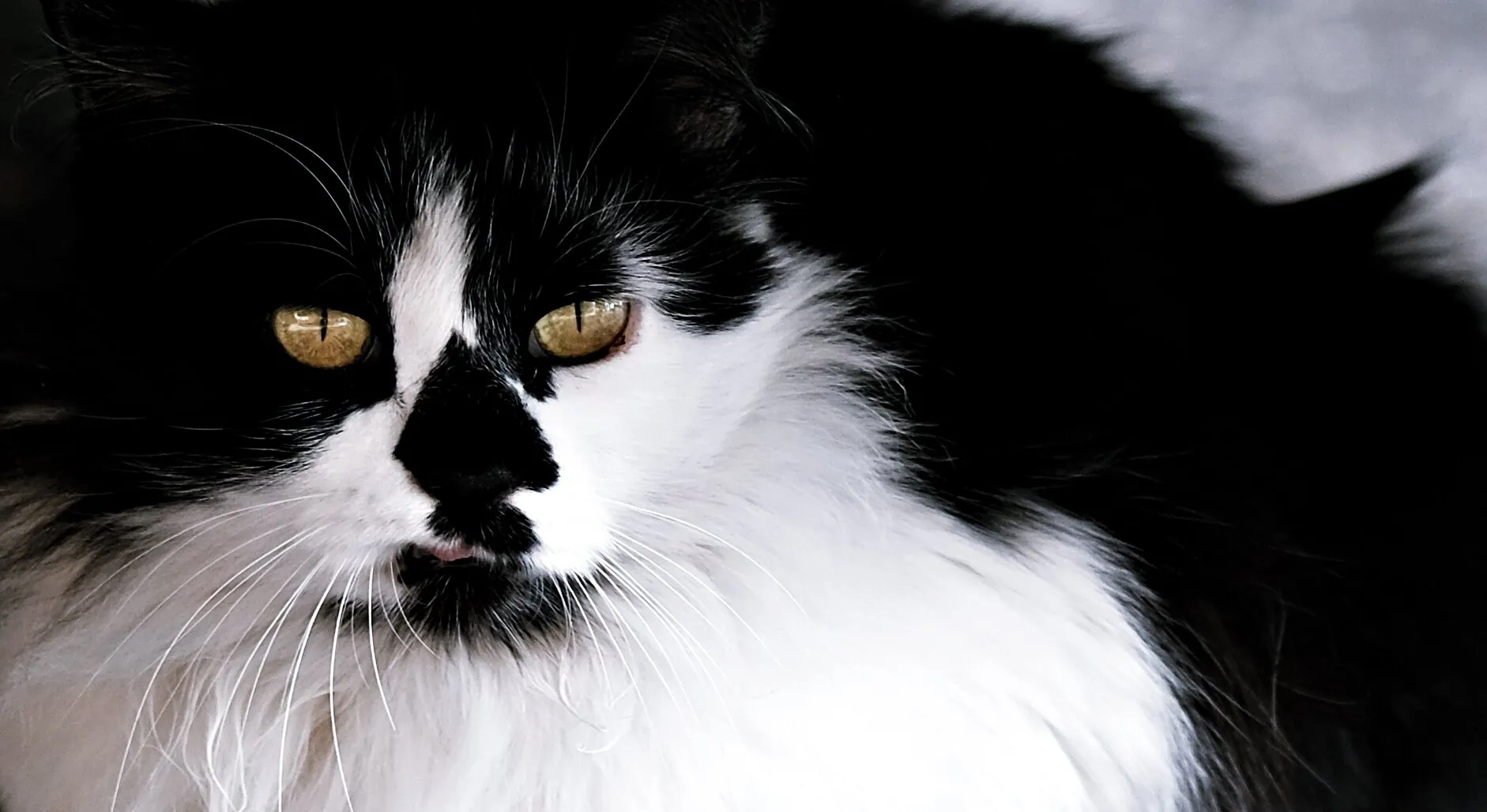 Kitty