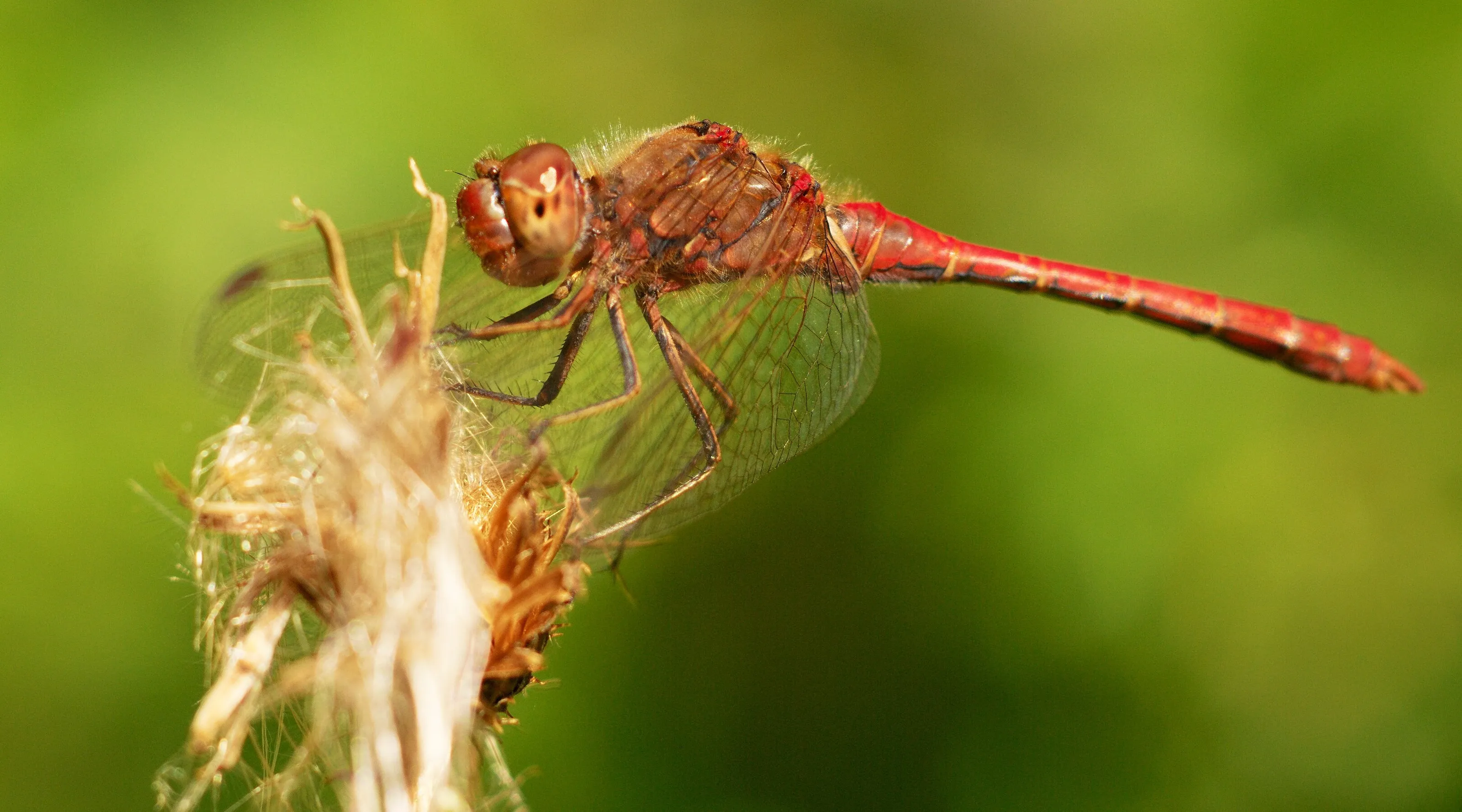 Red dragonfly