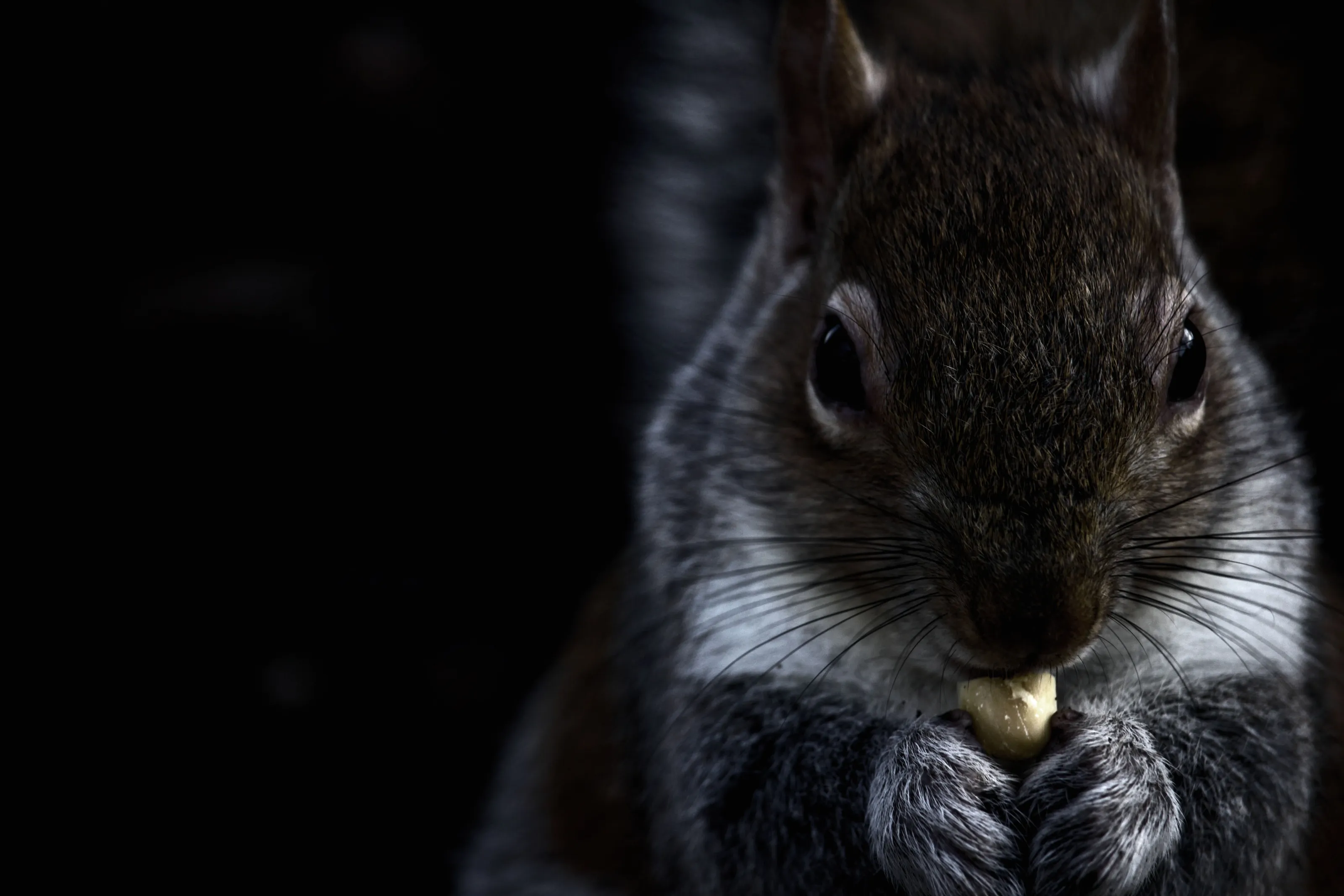 Eating Squirrel