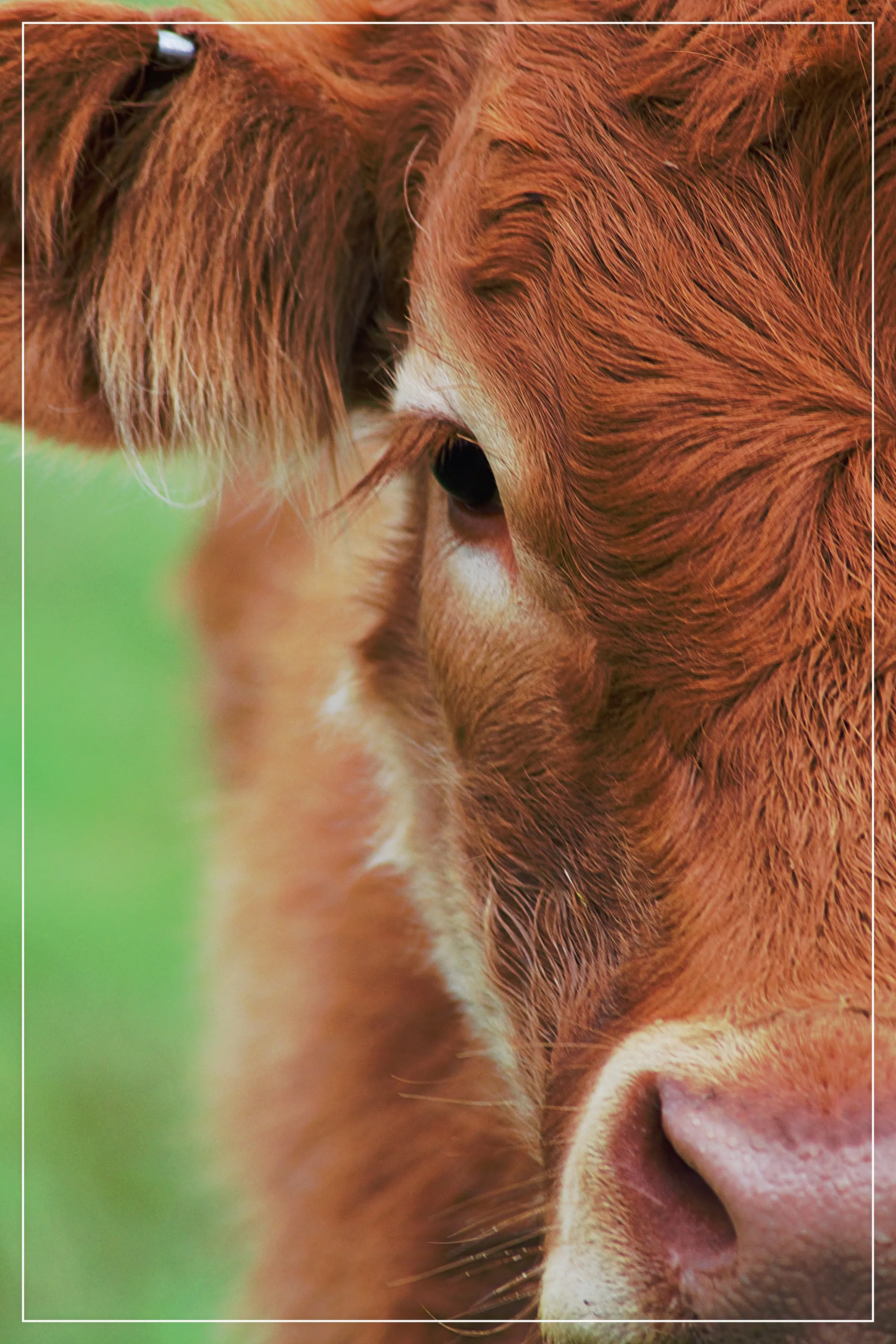 Cattle Call