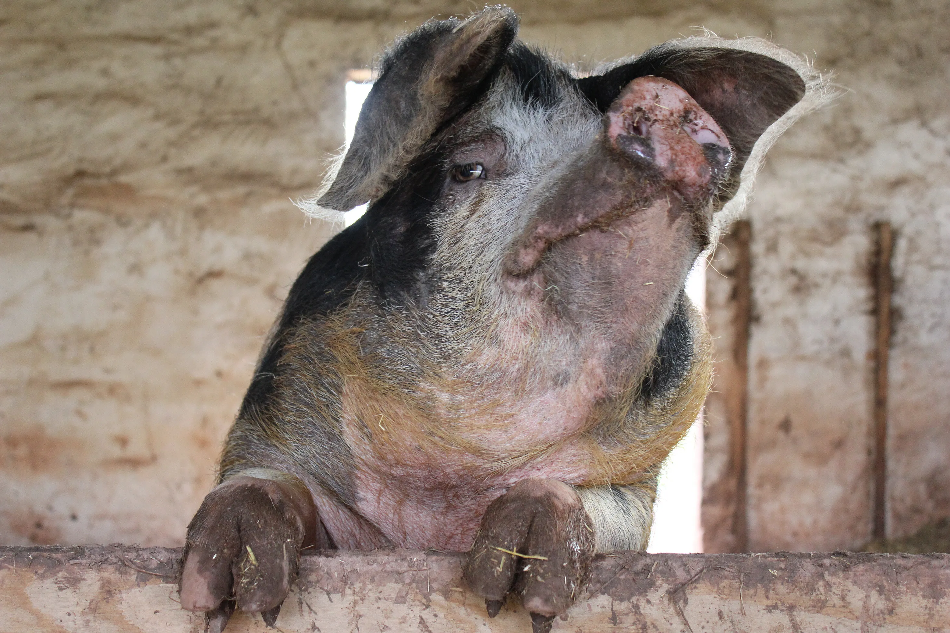 Rosie the pig
