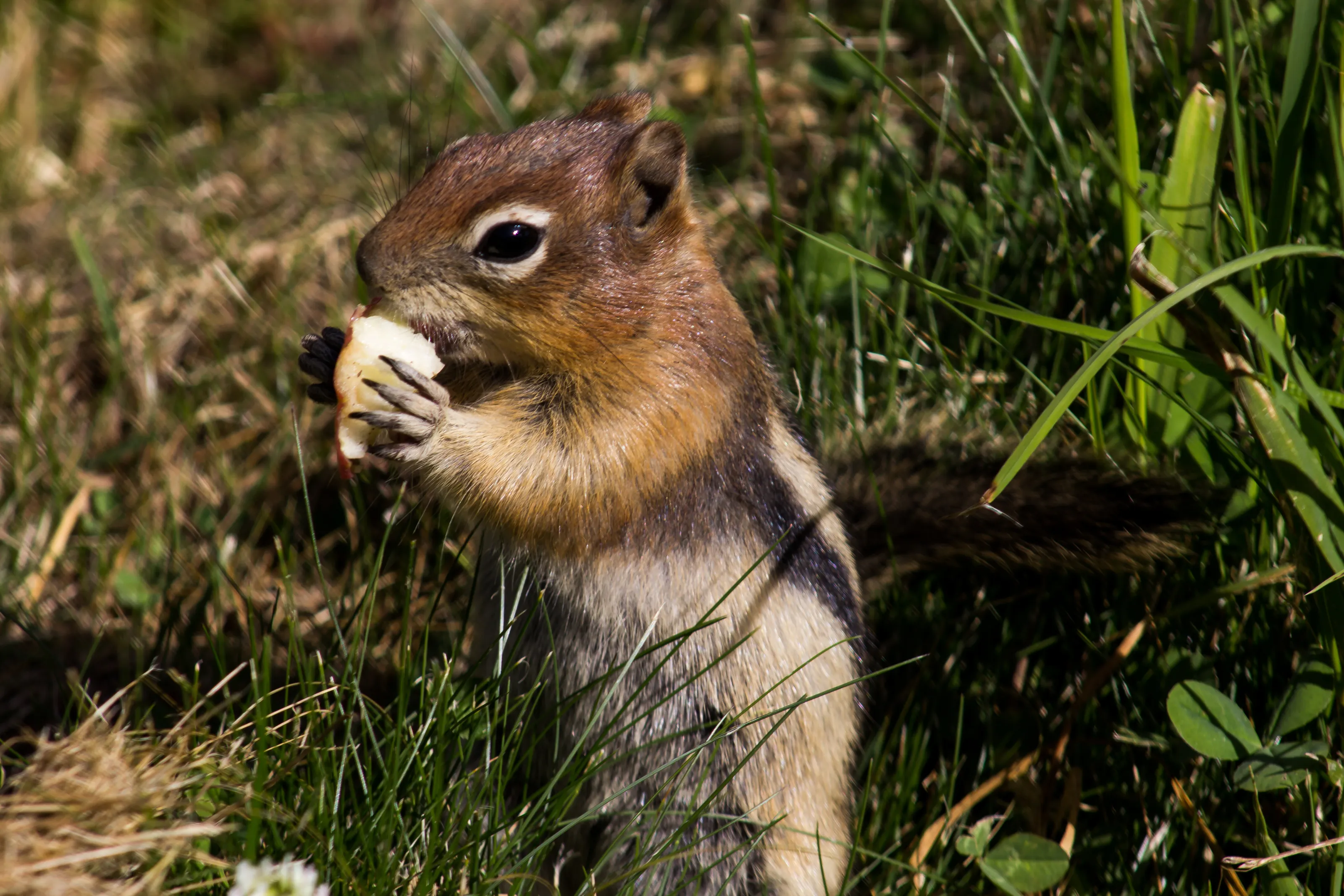 Mountain Squirrel, Canada