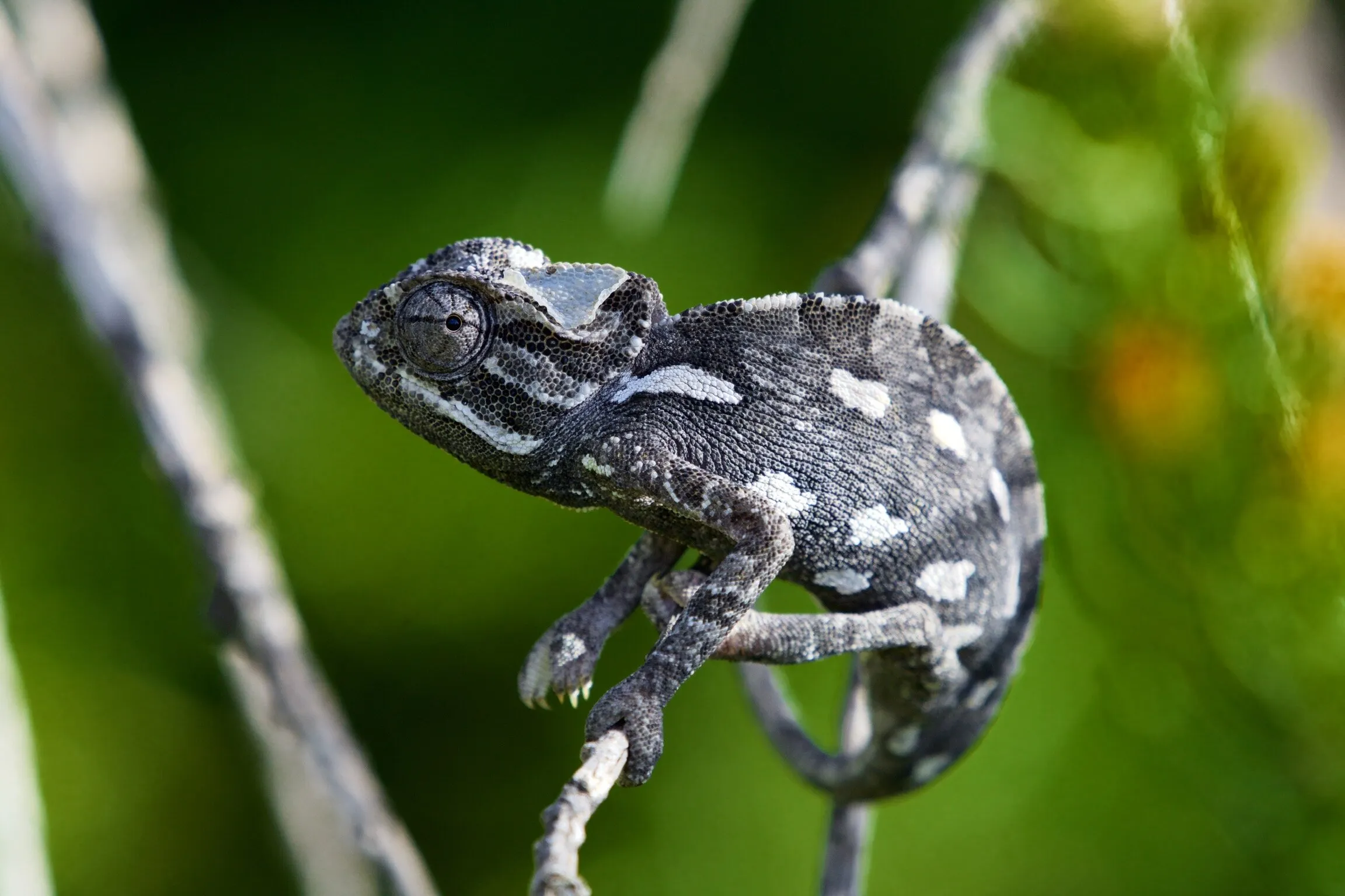 Chameleon