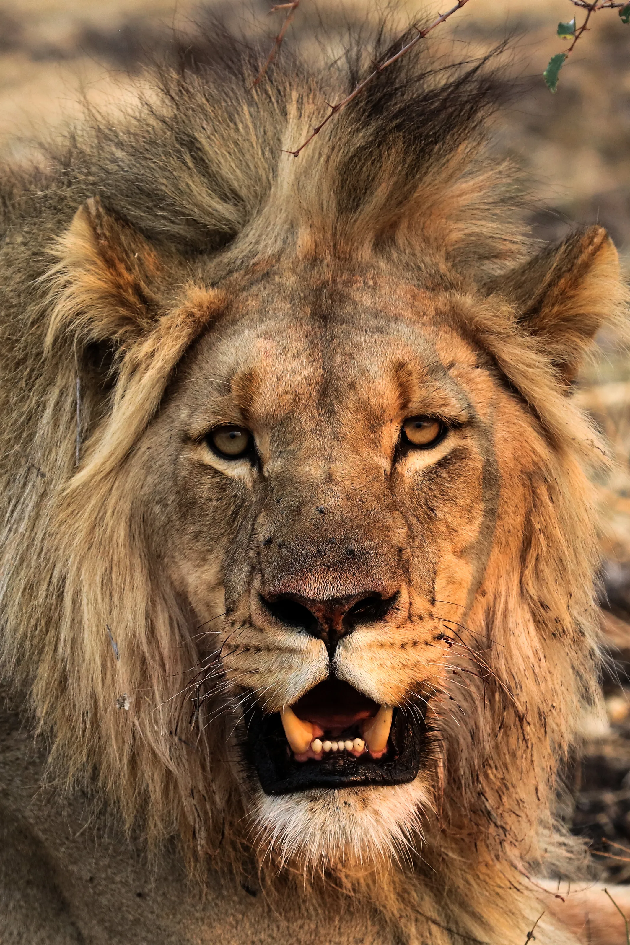 Lion King