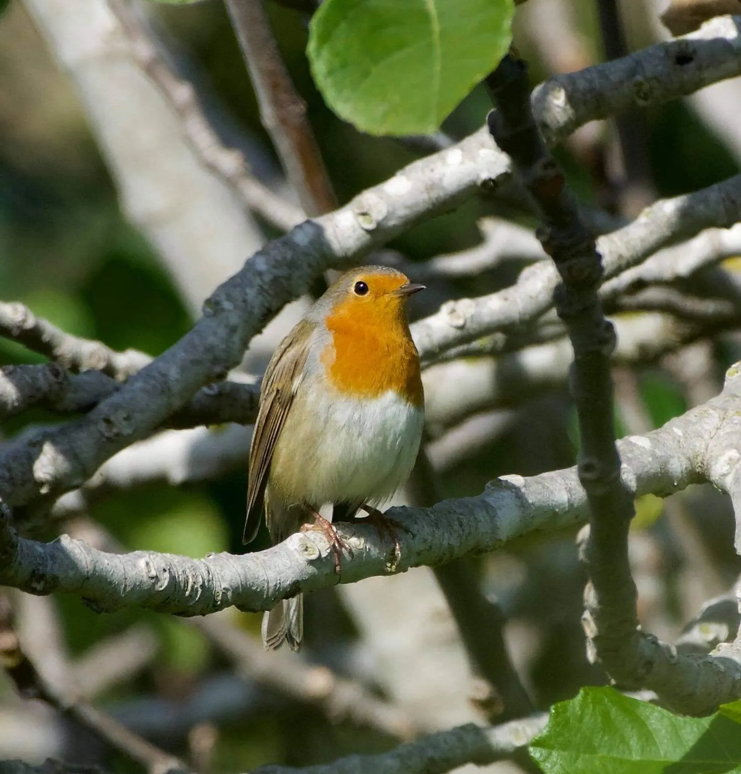 Robin