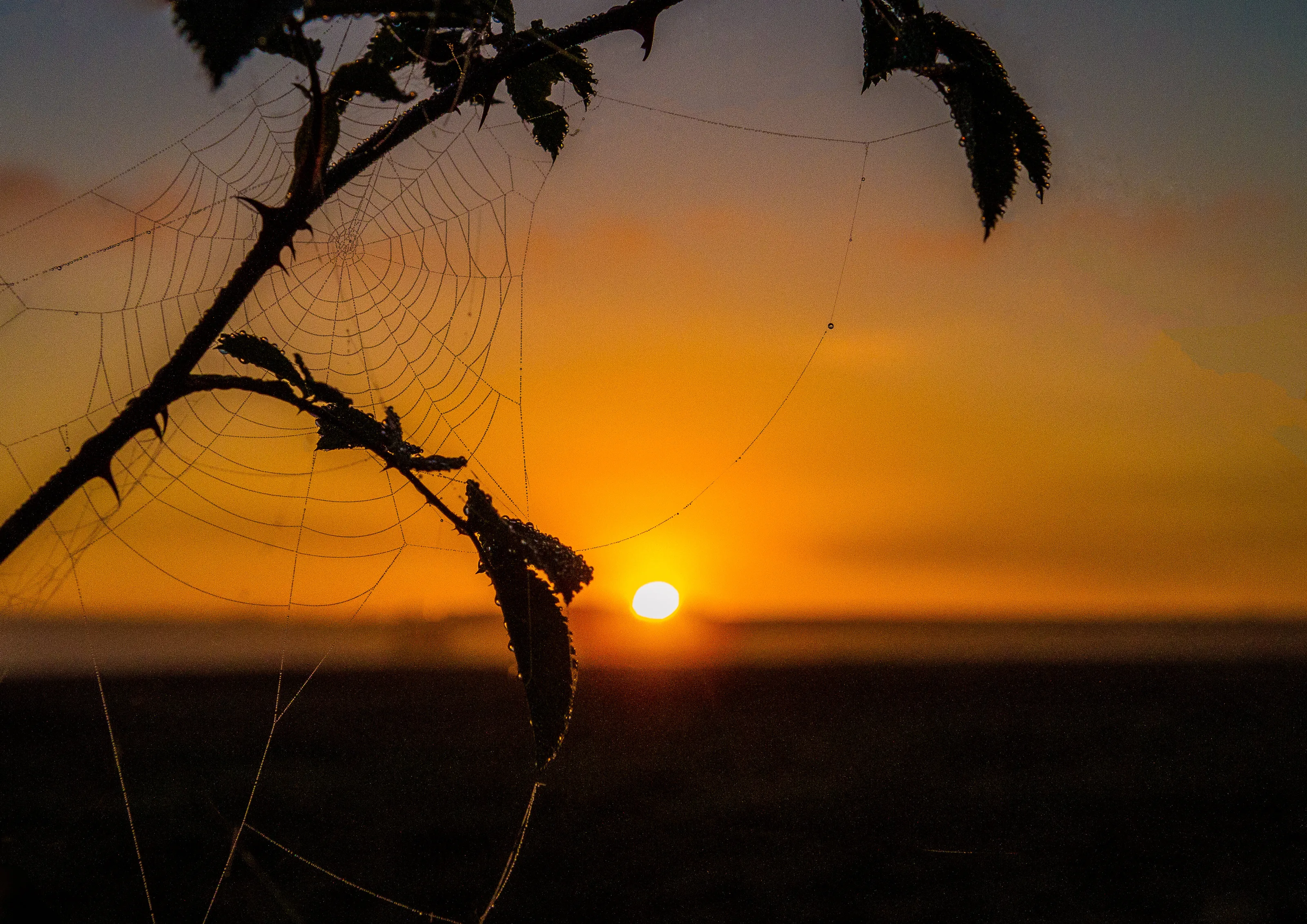 The Web