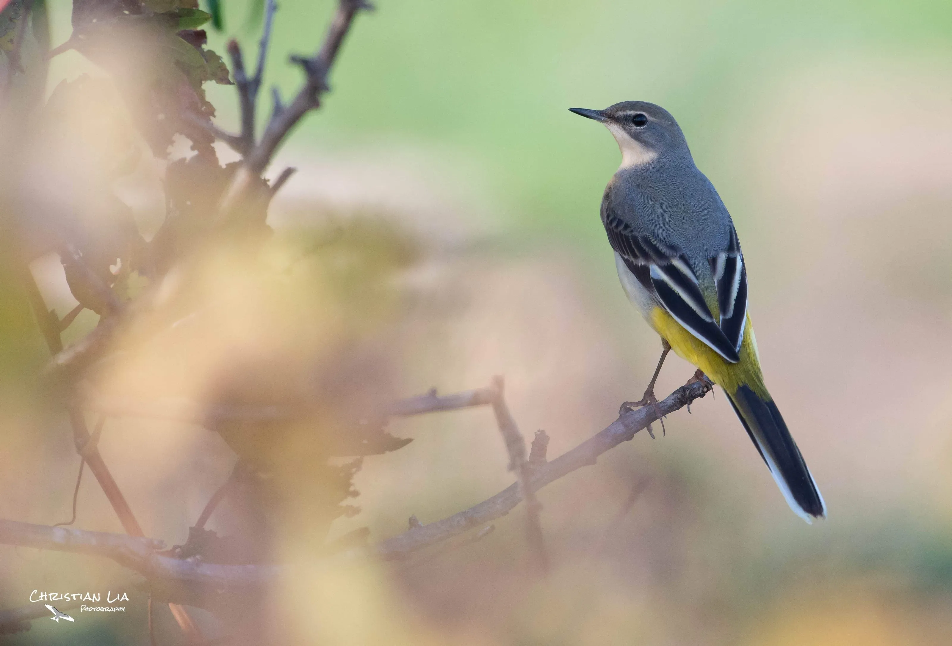 Grey Wagtail