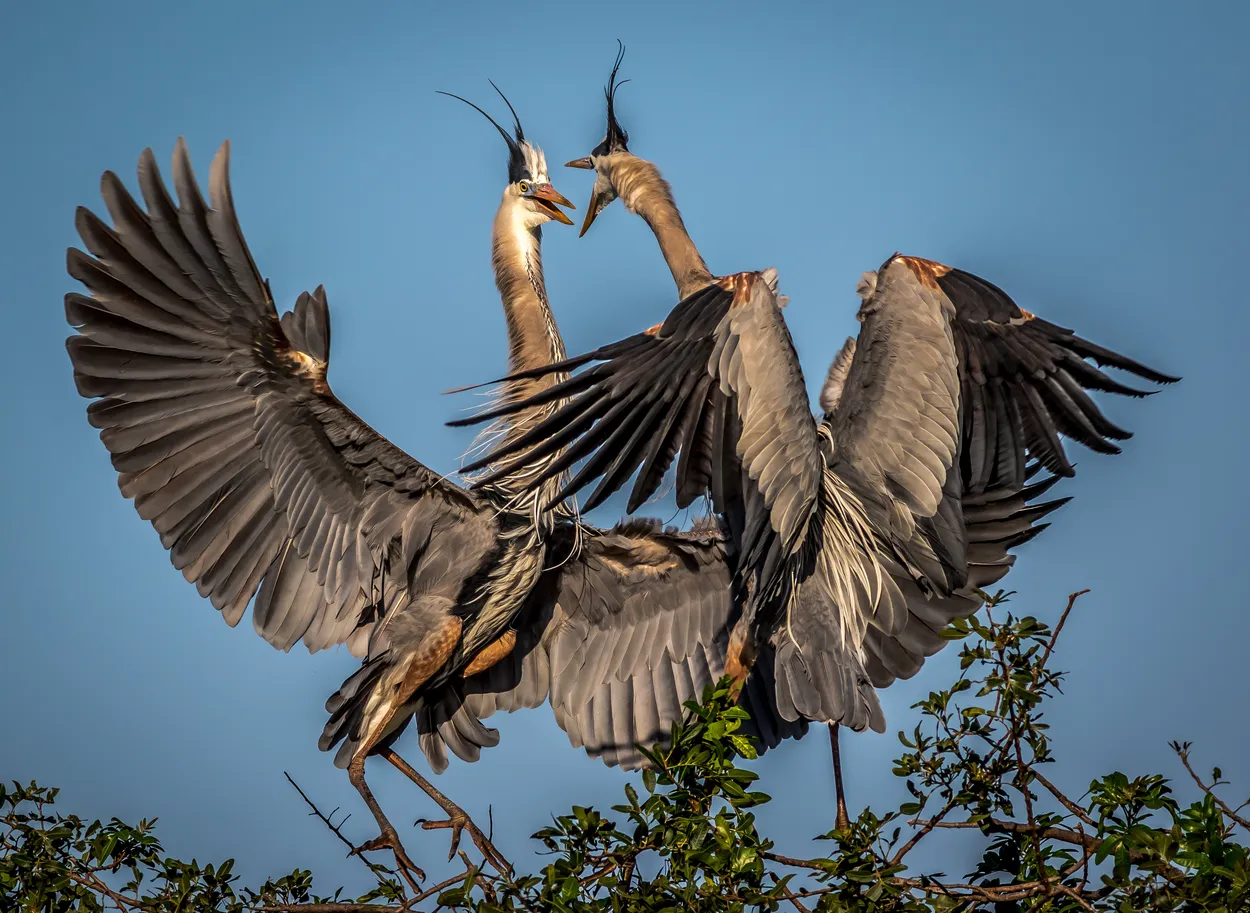 Entry 420279