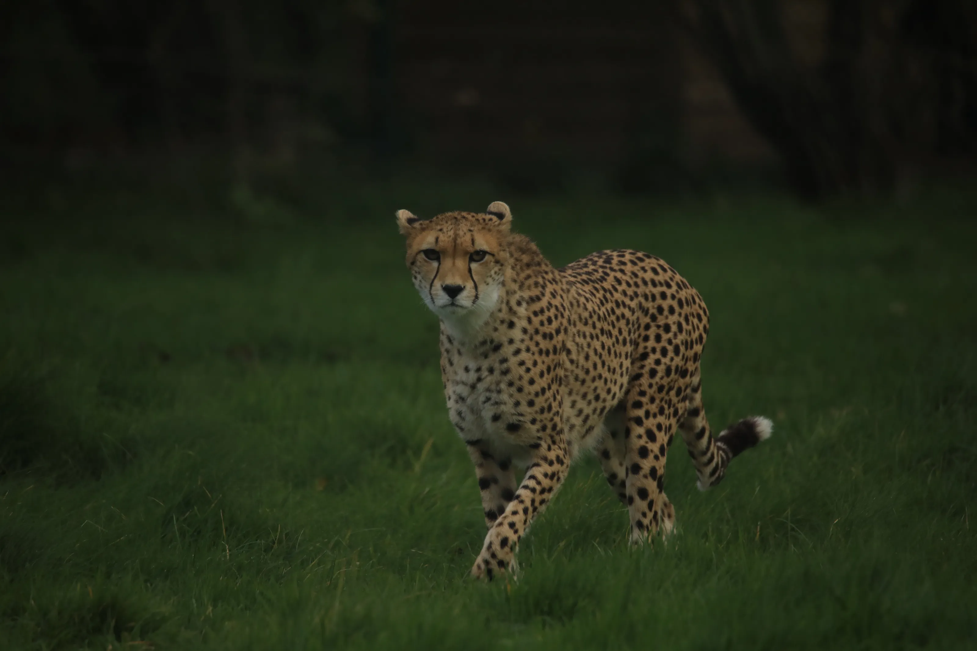 Cheetah