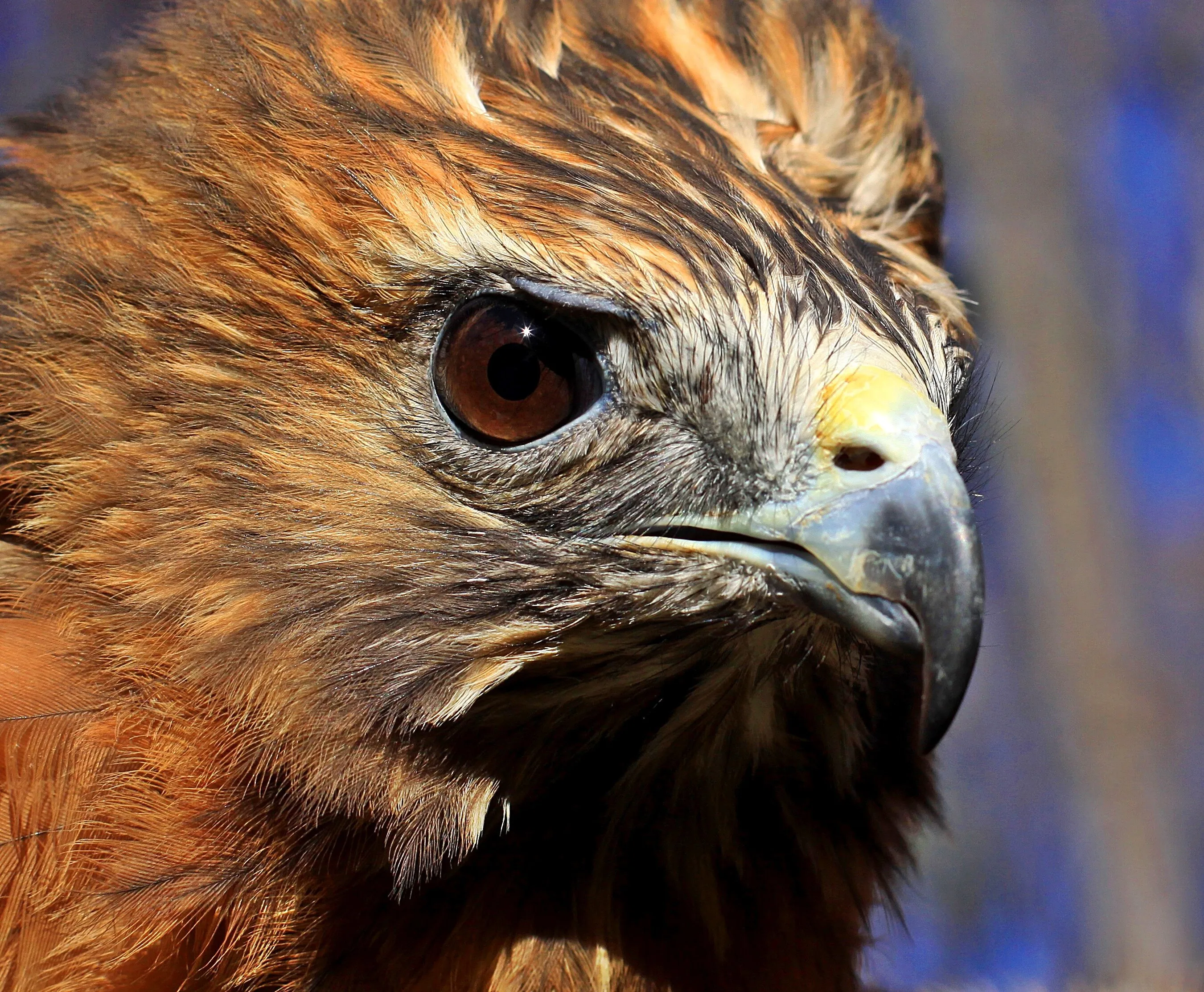 Red Shouldered Hawk