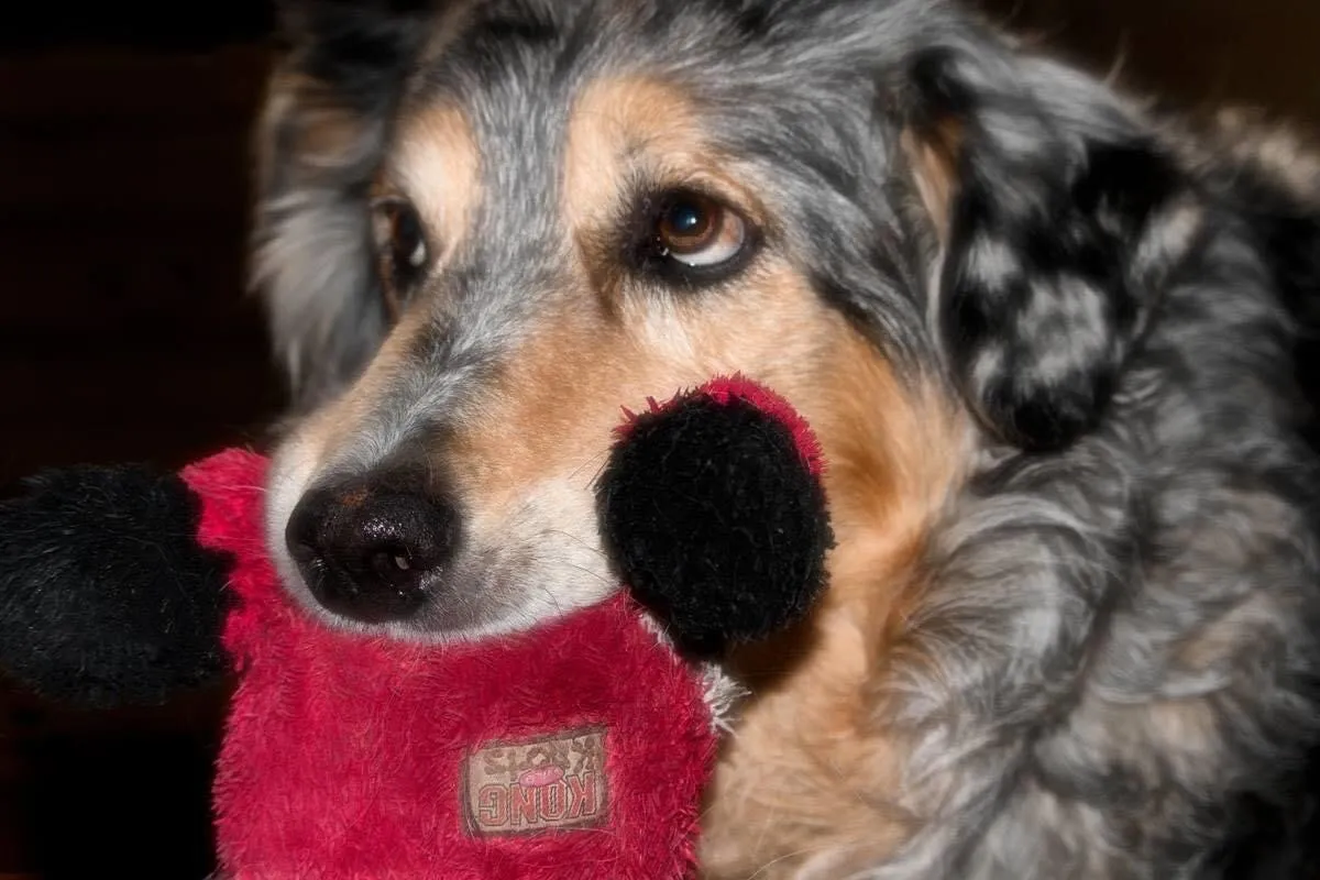 Rowdy Dog