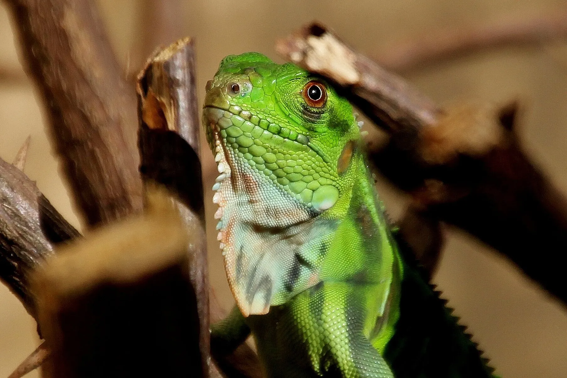 baby Iguana - no camouflage