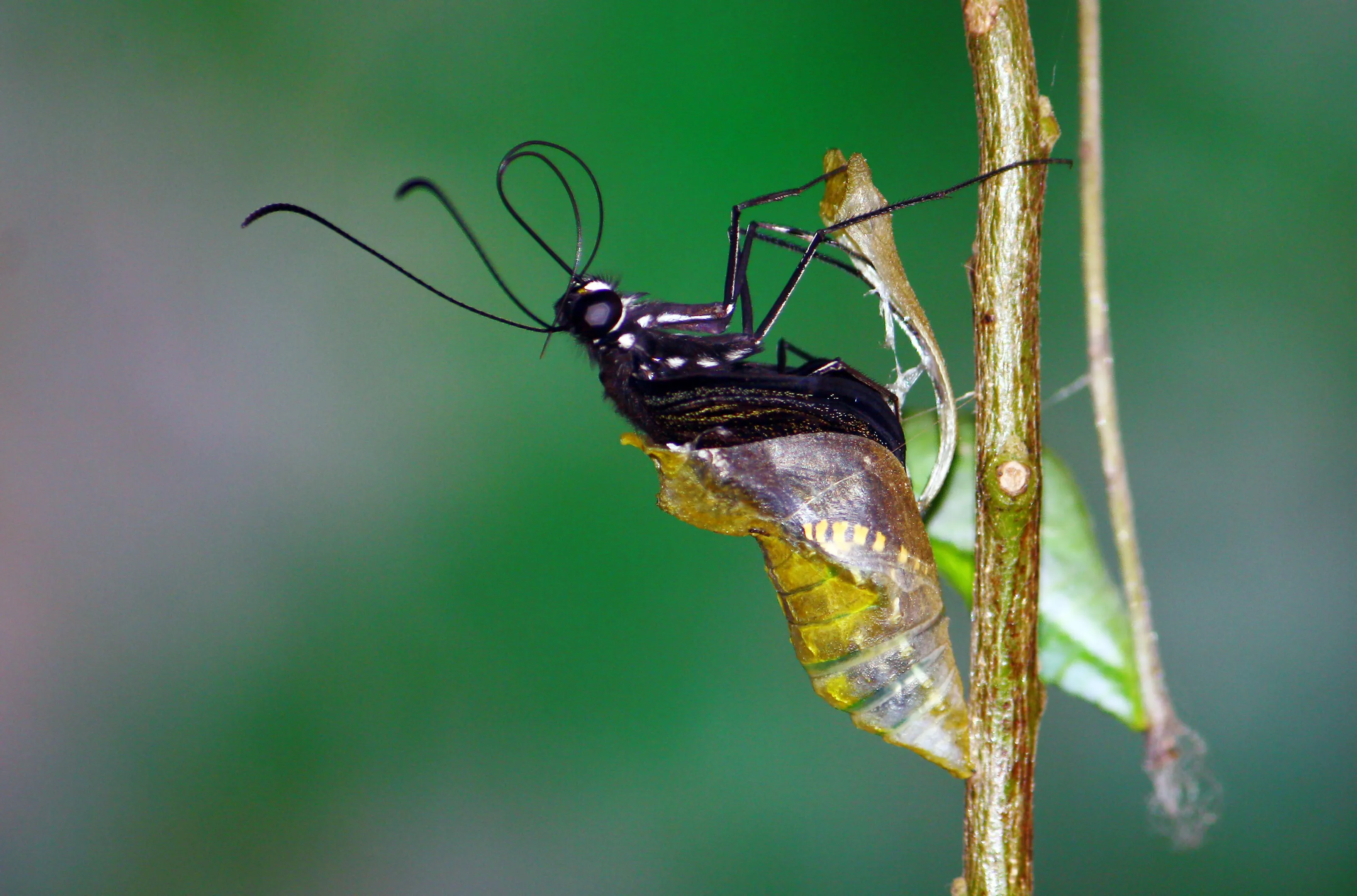 A BUTTERFLY TAKING BIRTH