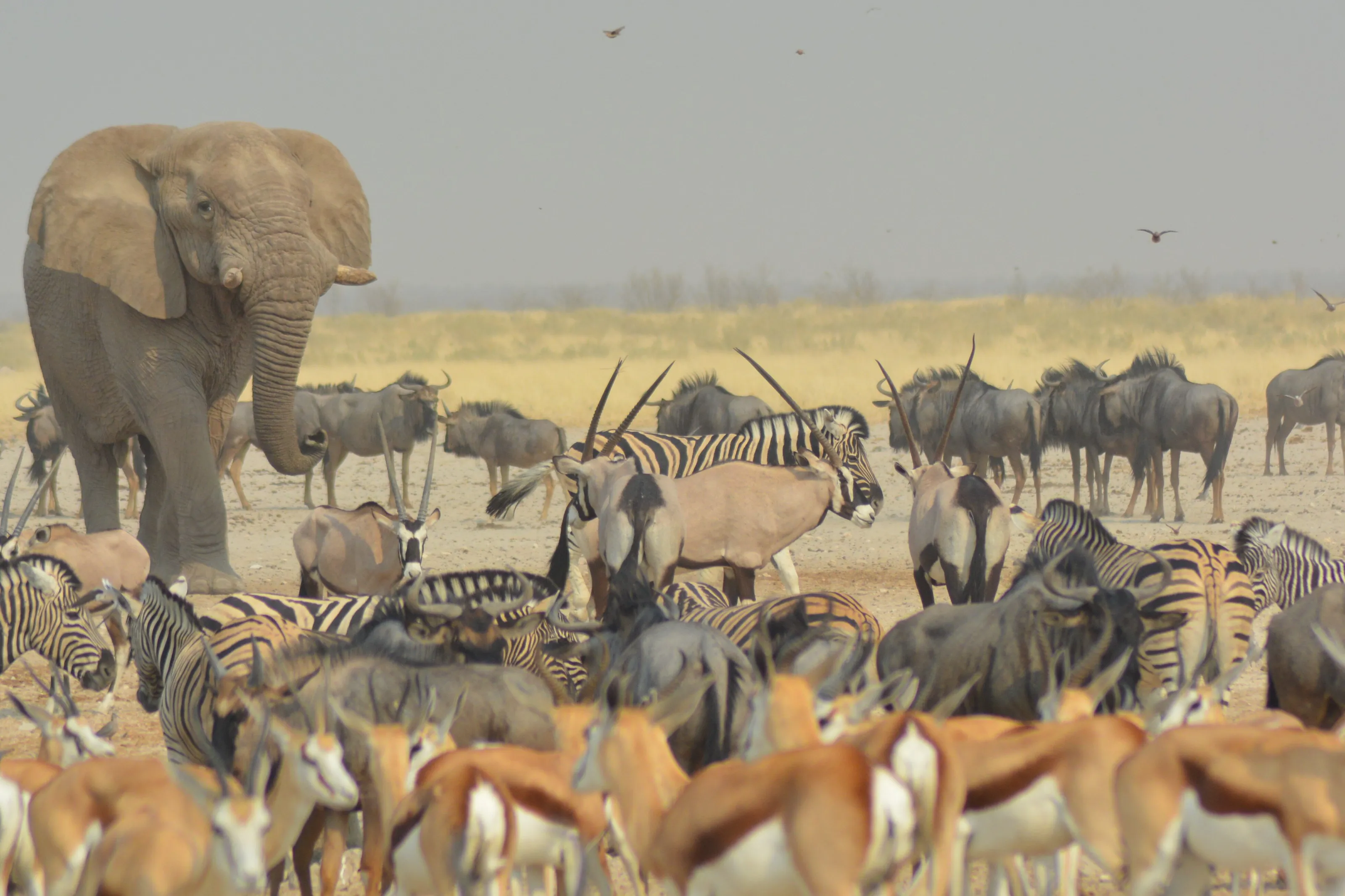 Greatest animal gathering