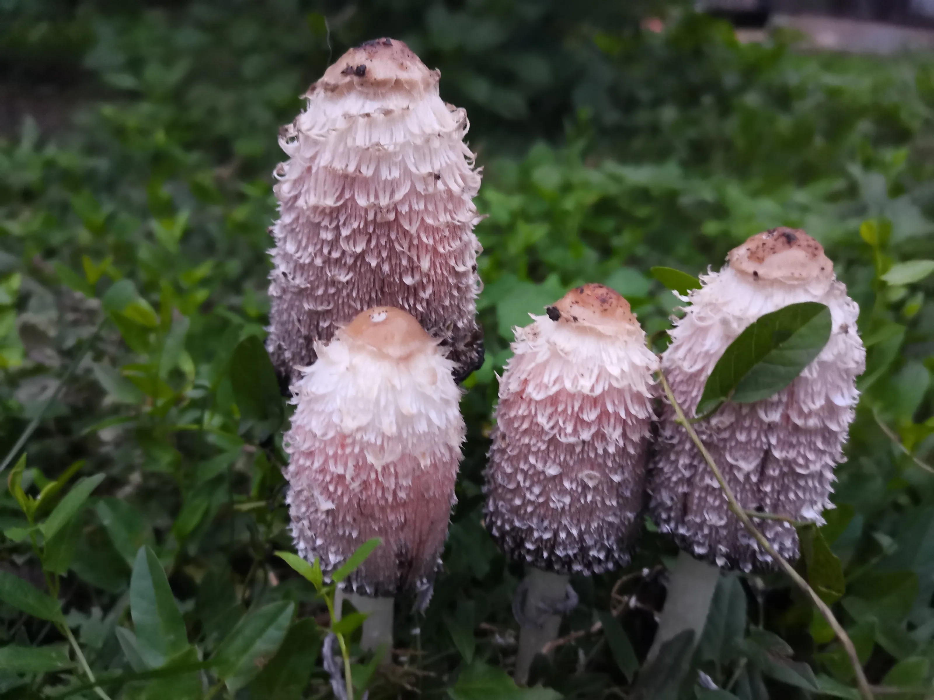Shaggy Mane