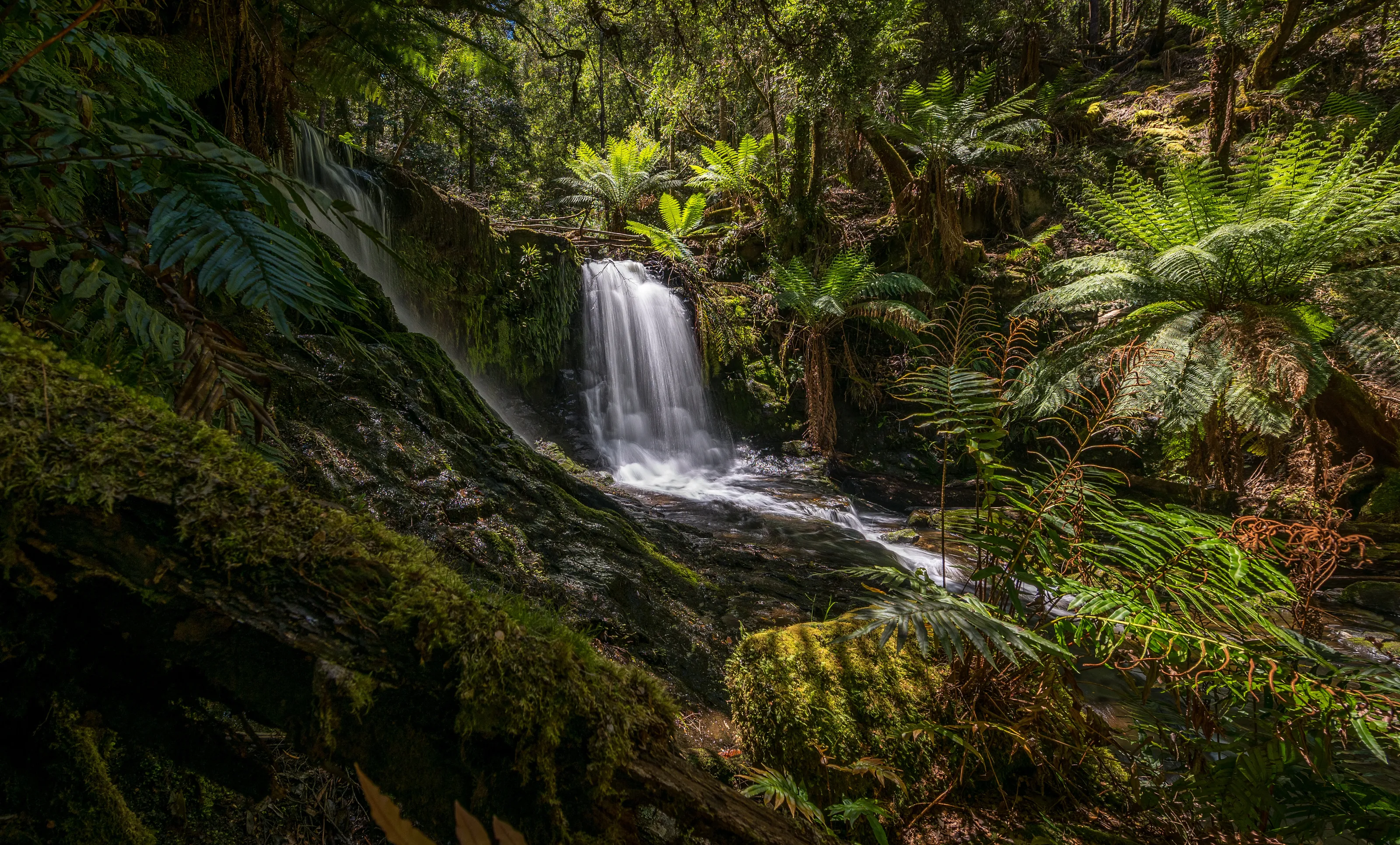 Tasmania wilderness