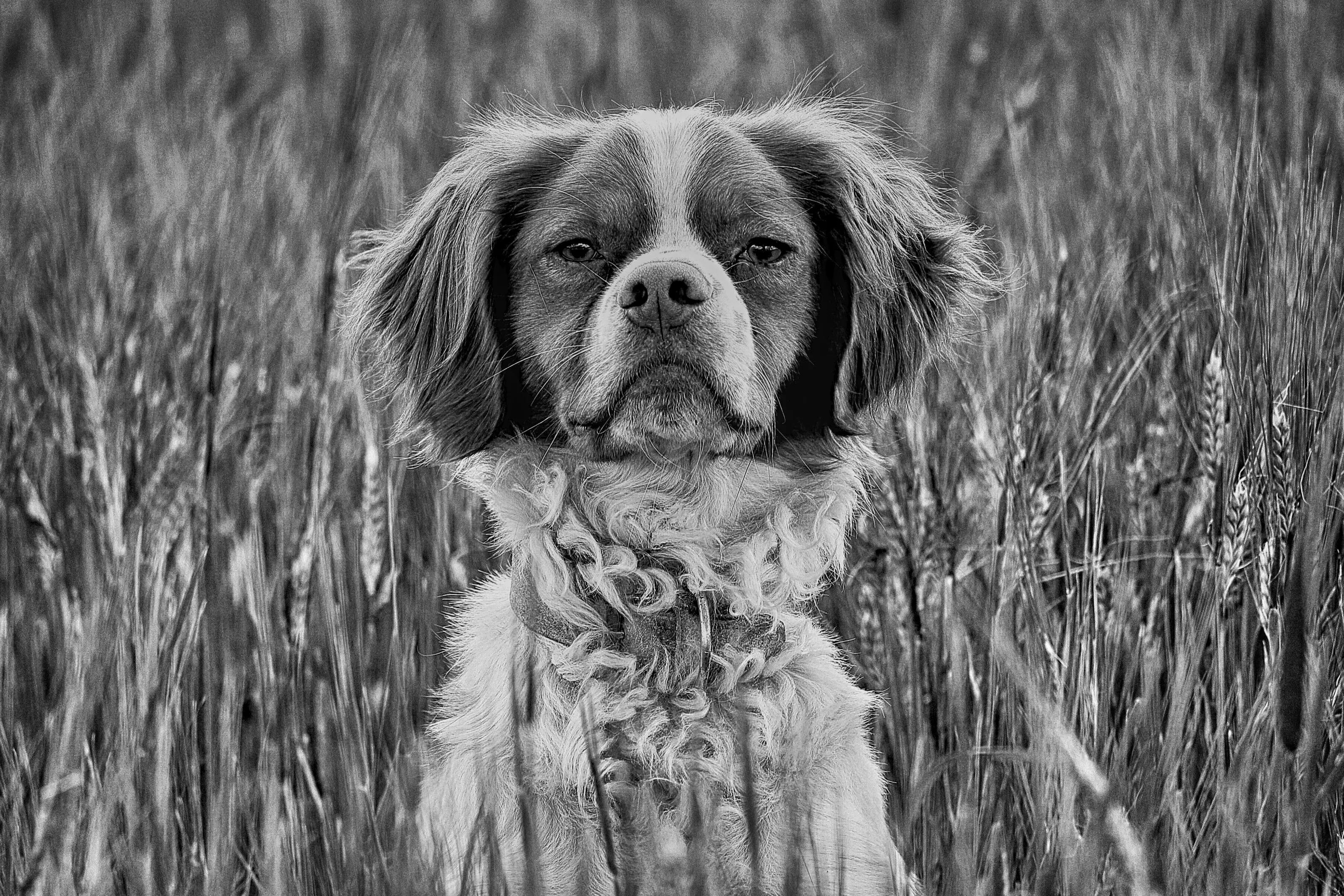 BOLT THE DOG