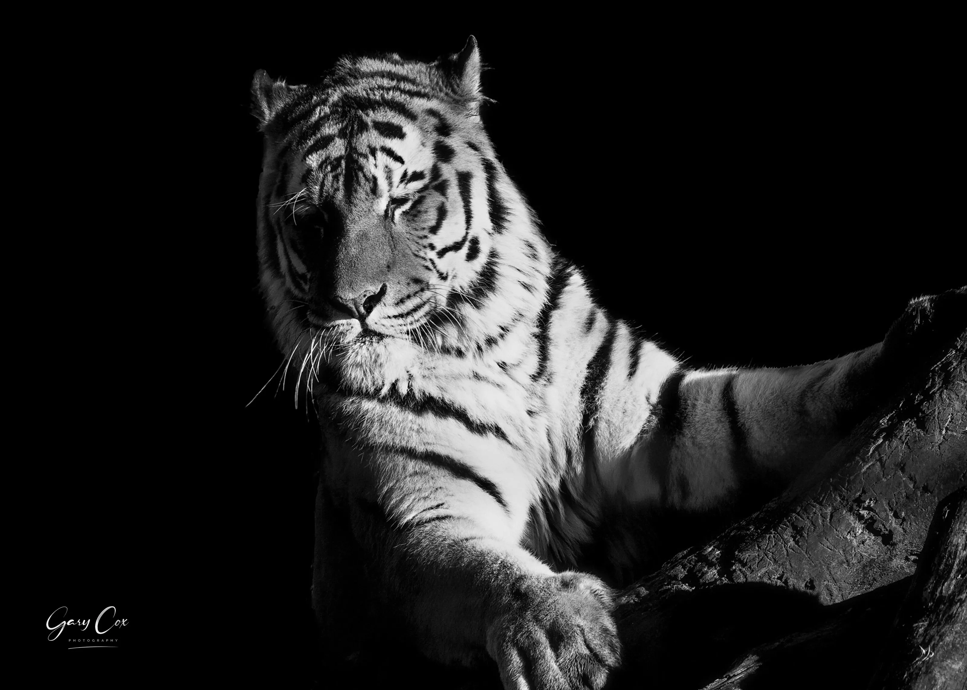 Amur Tiger