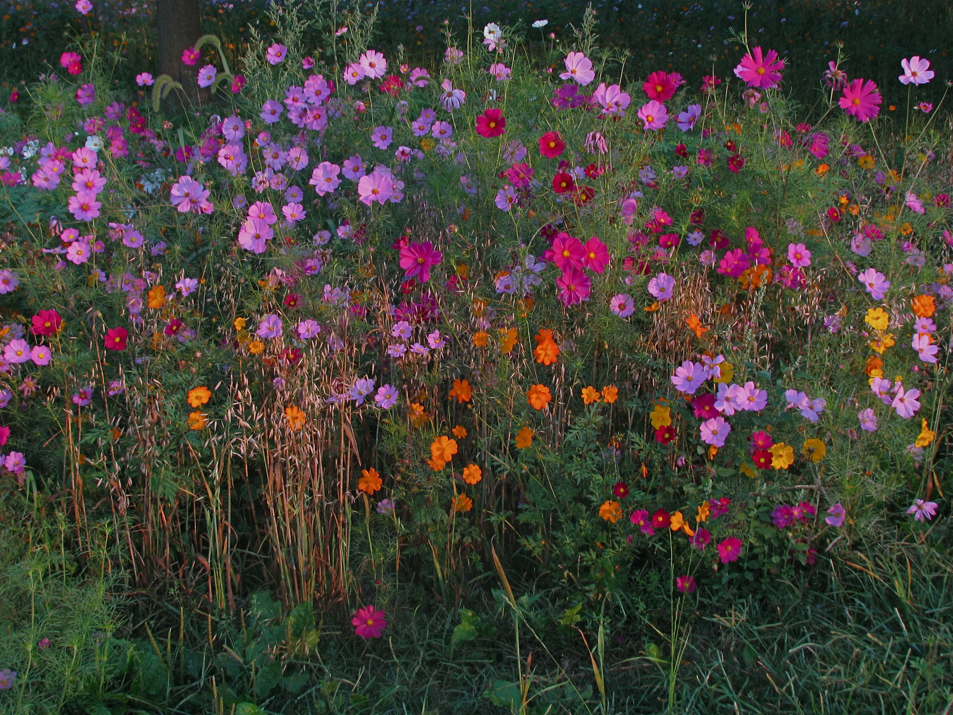 Cosmos