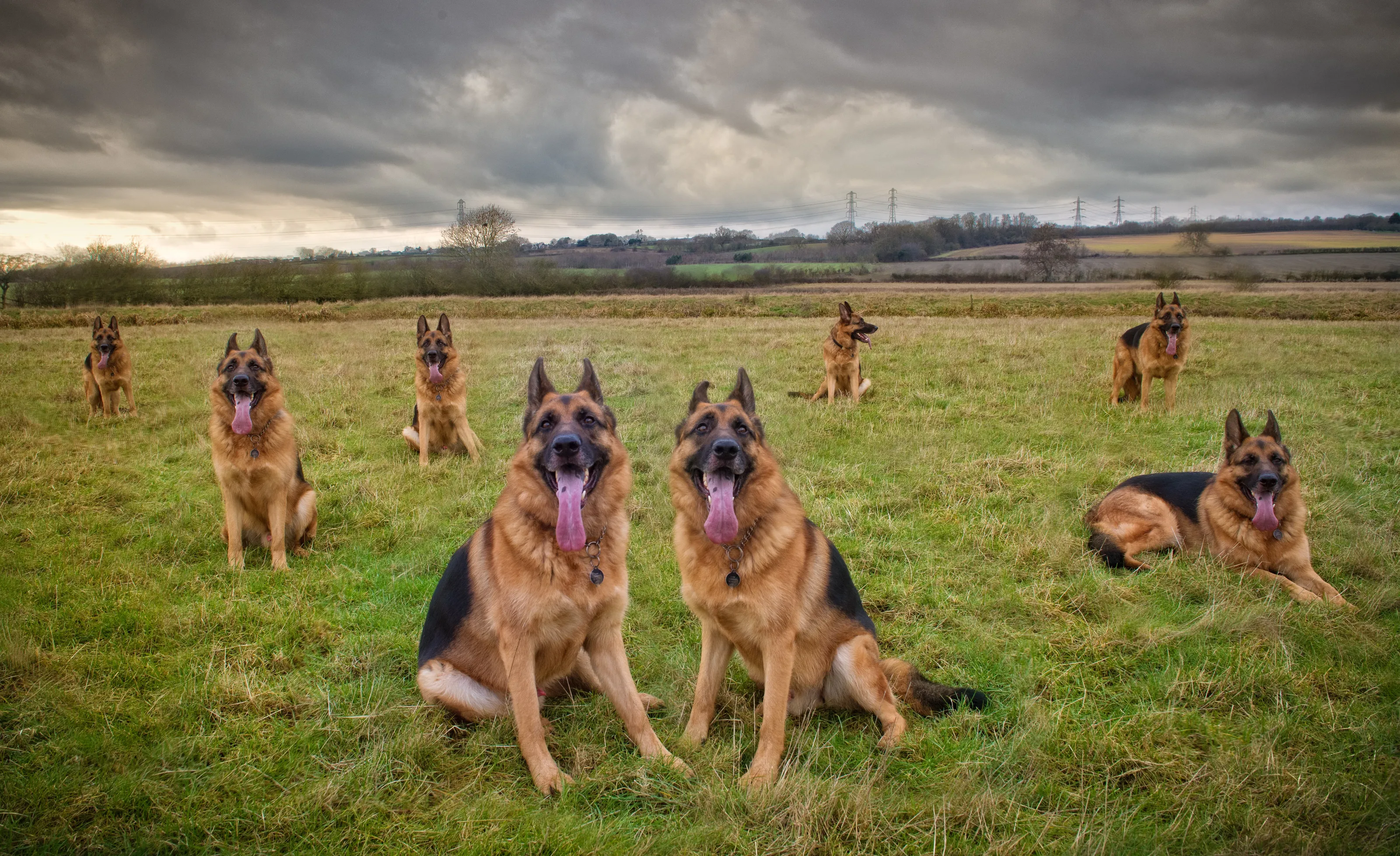 The Dog Pack