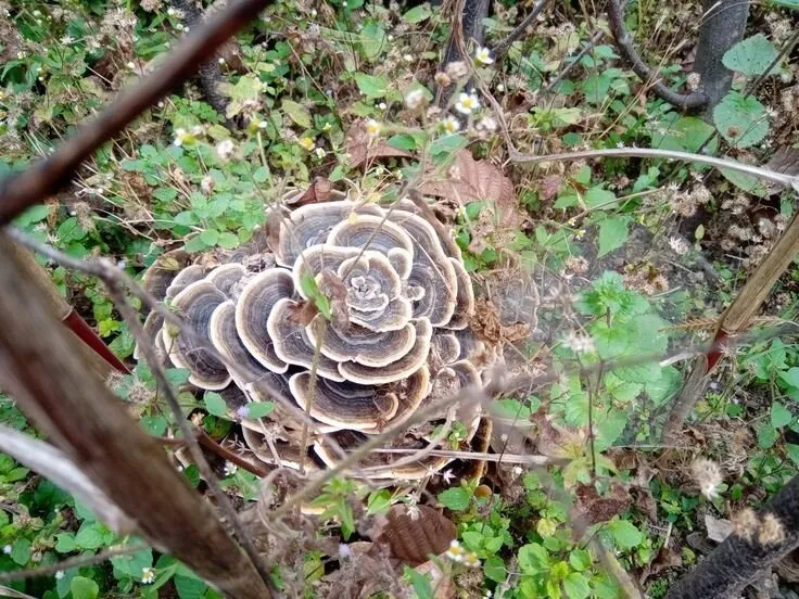 Delicate Rose