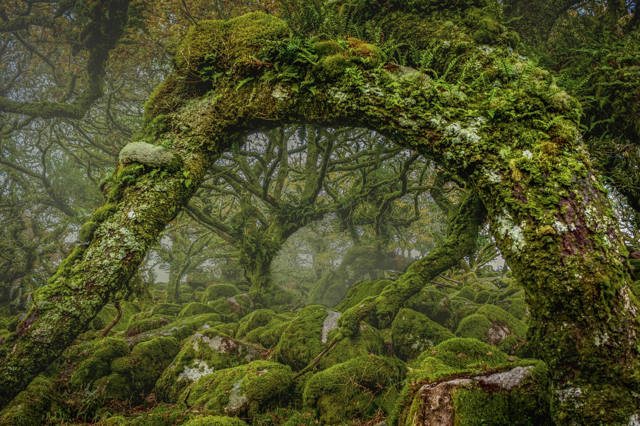 Wistman's Wood