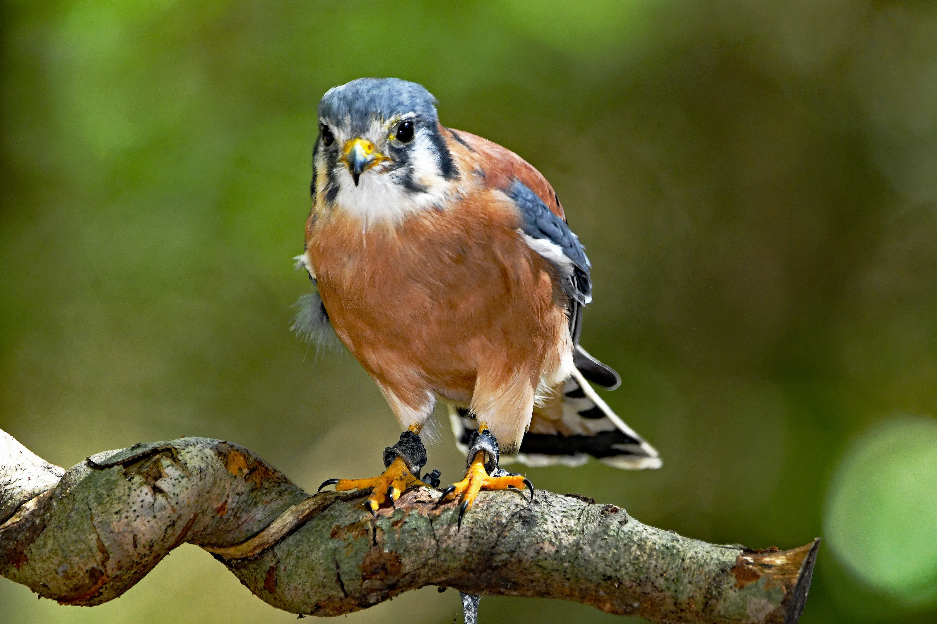 American Kestral
