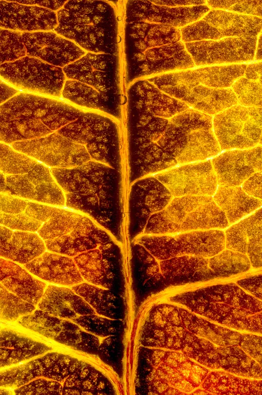 Lava leaf