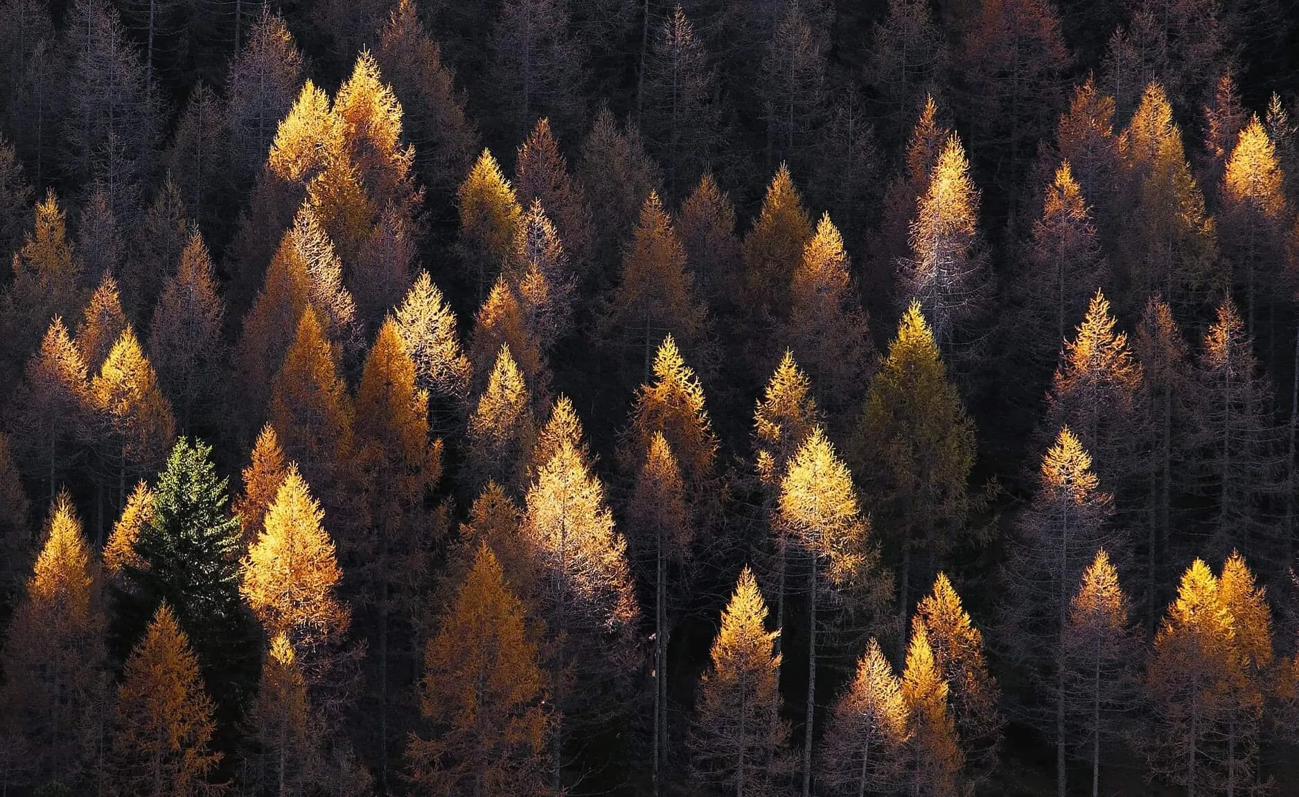 Autumn candles