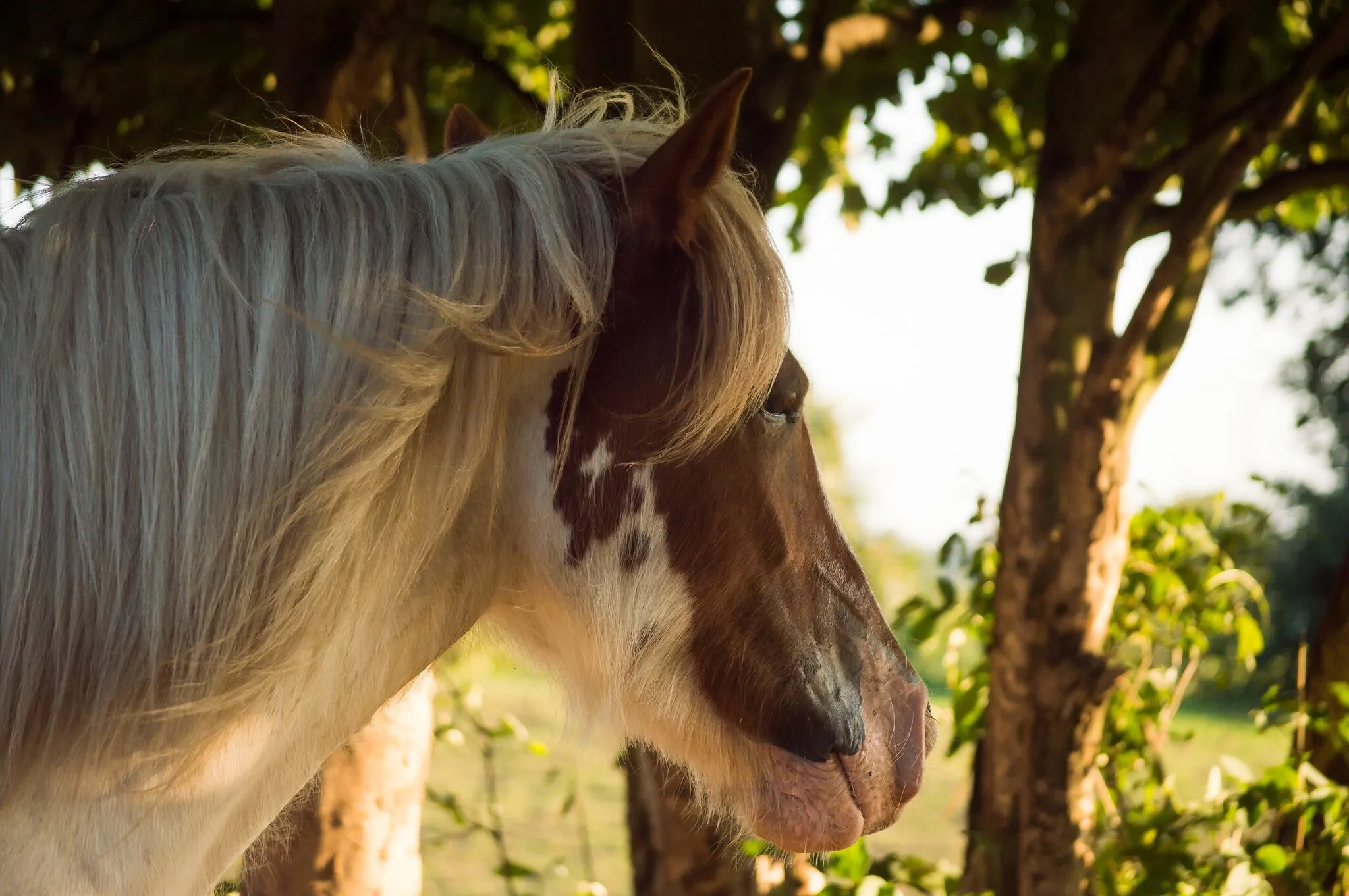horse