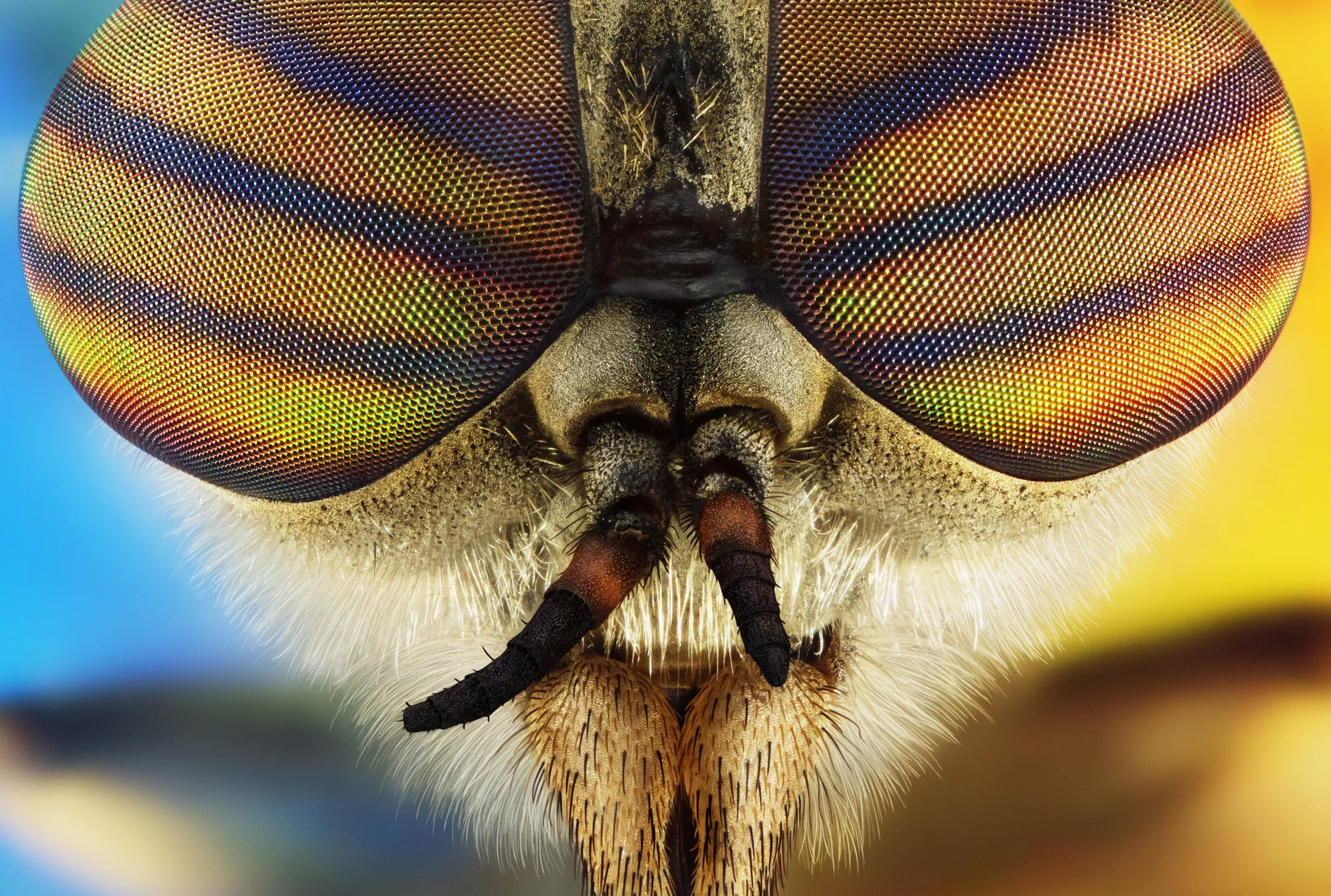 Beatnik. A microcosmic portrait of a horsefly.