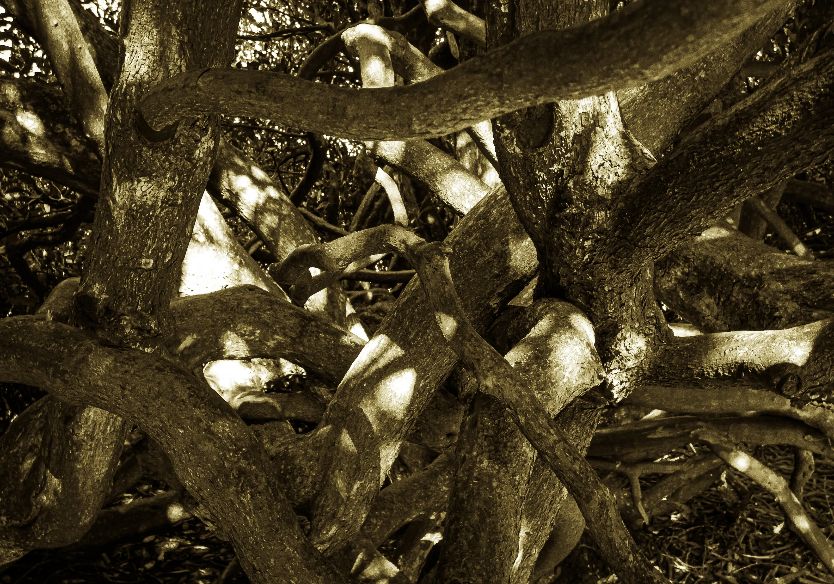 Tangled Limbs