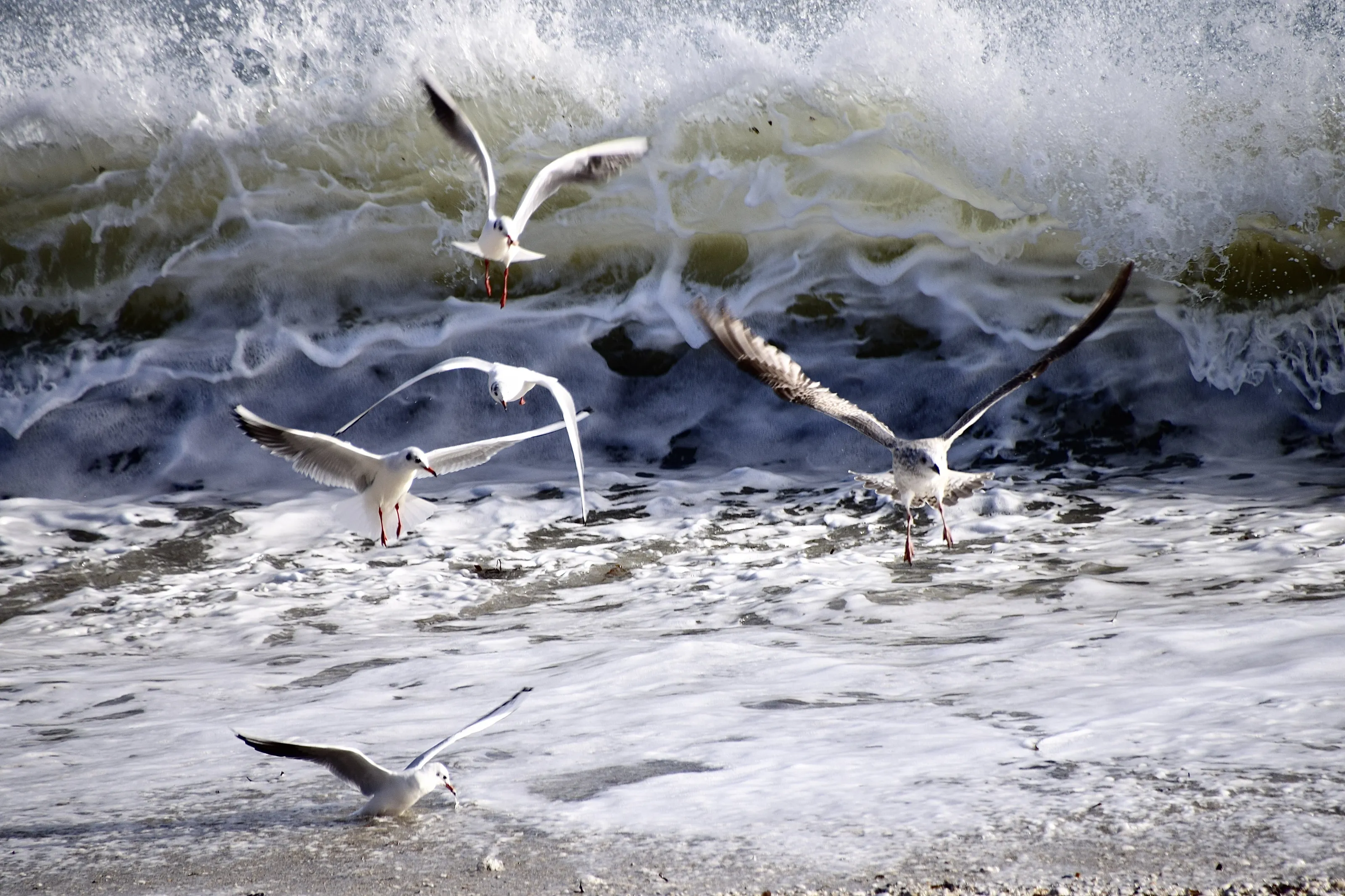 Gulls by the Sea