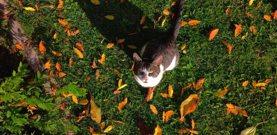 Falling in love with the fall..