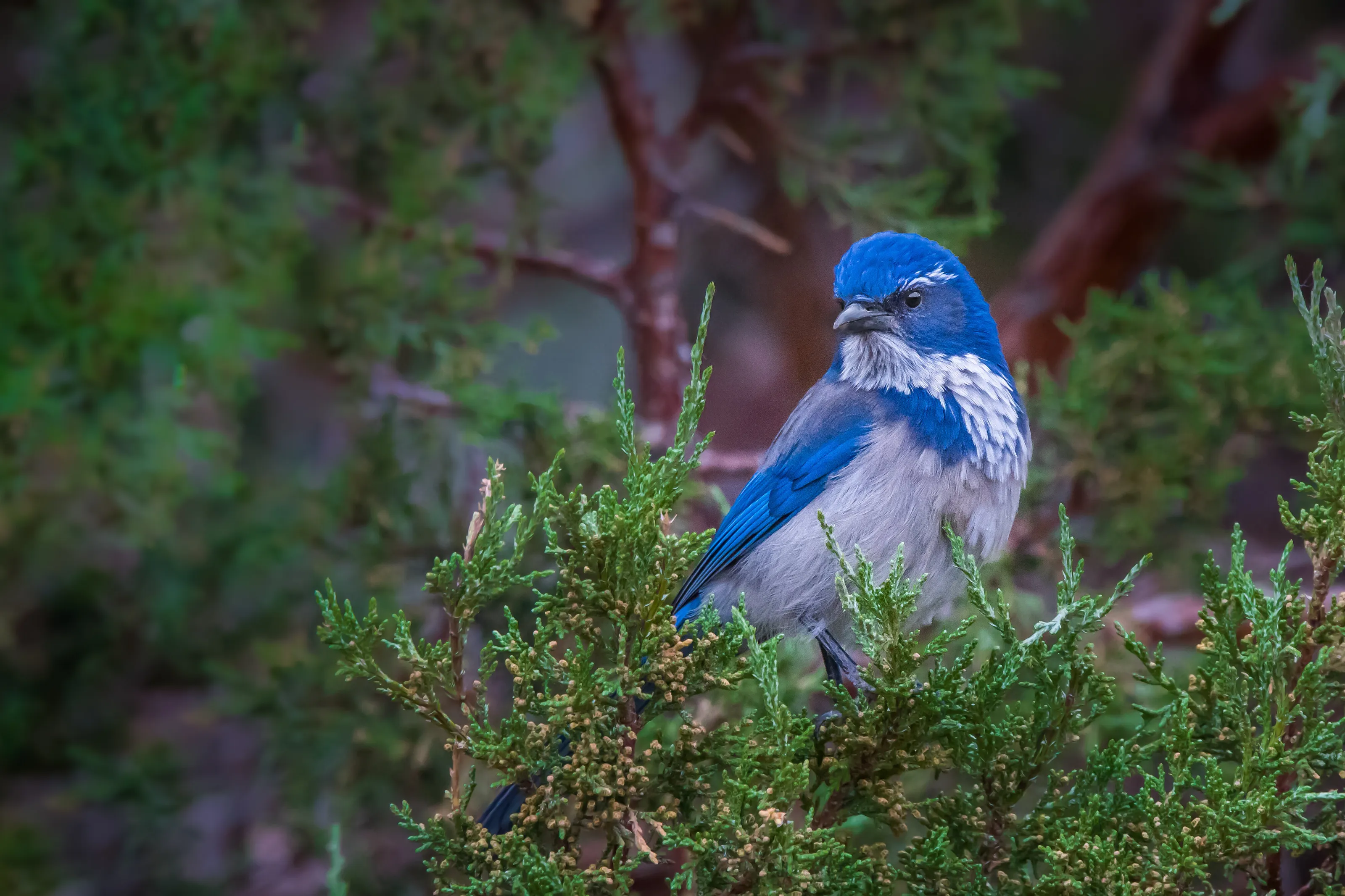 Ca Scrub Jay