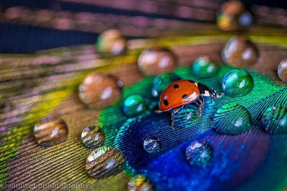 Ladybird