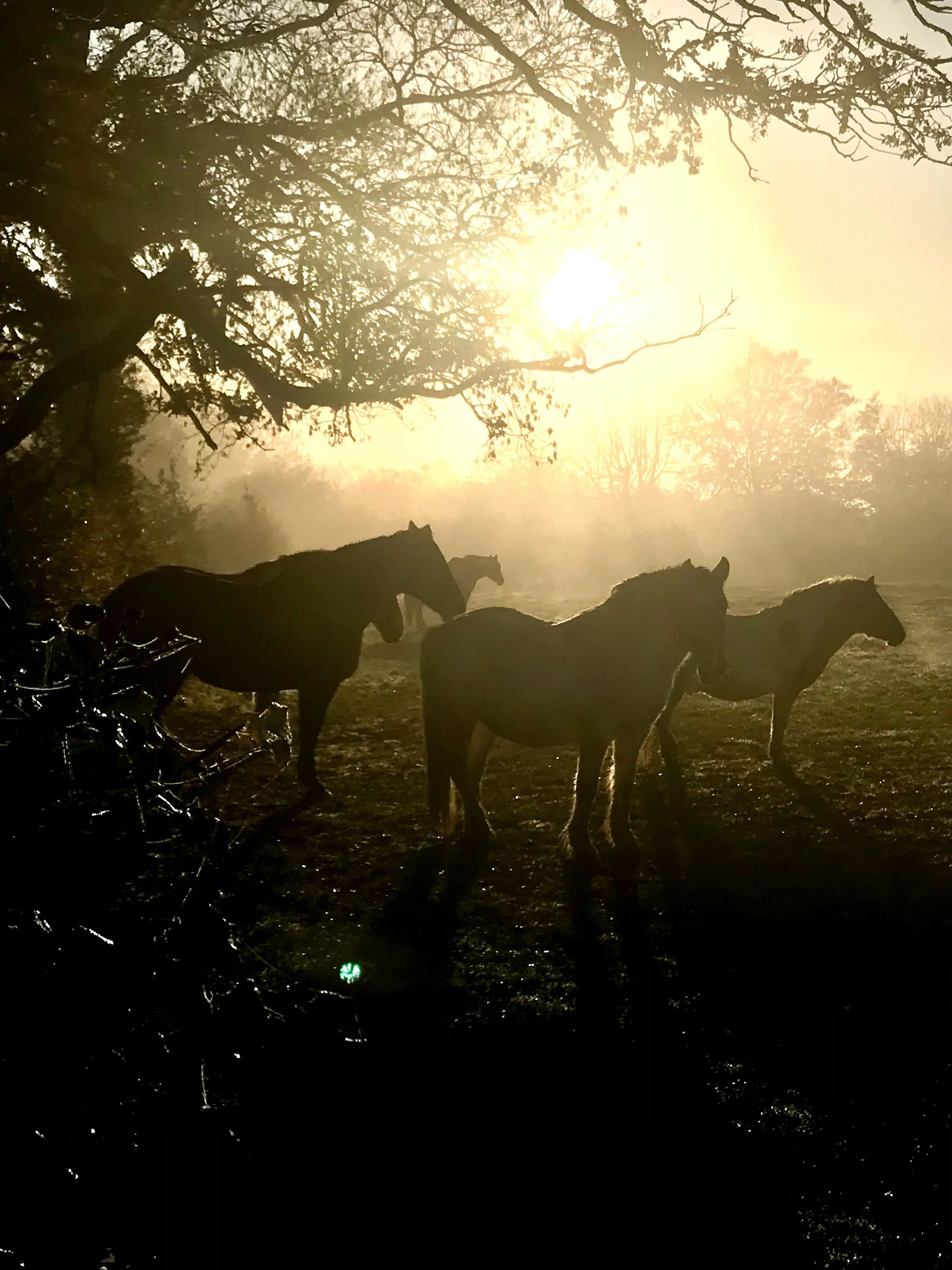 Sunrise on horseback