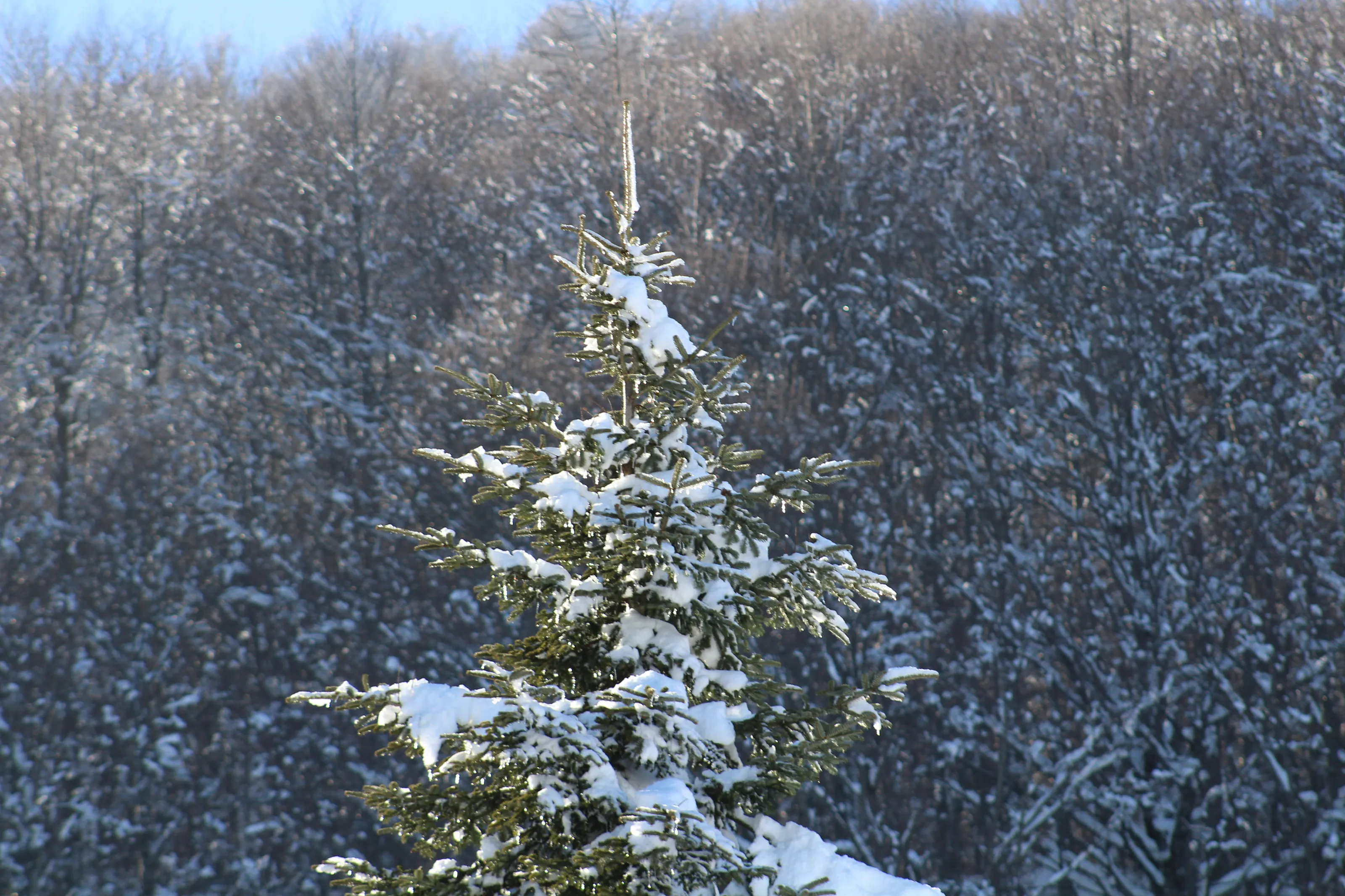 snow tree