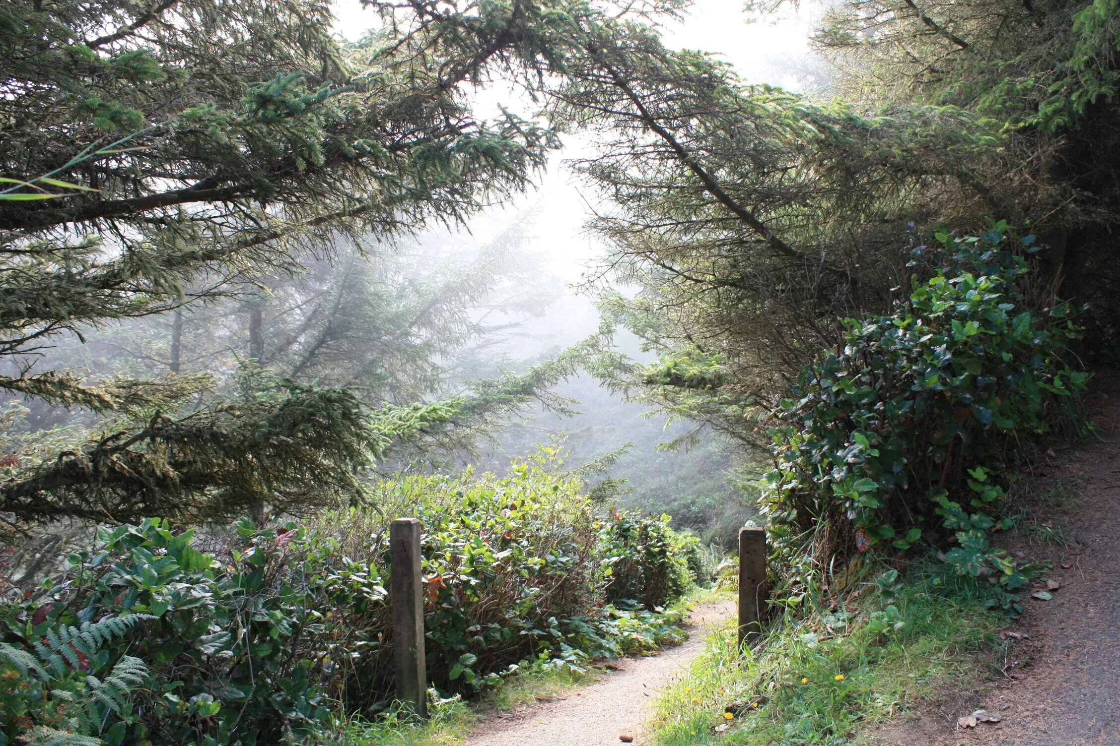 Foggy trail on the Oregon coast.