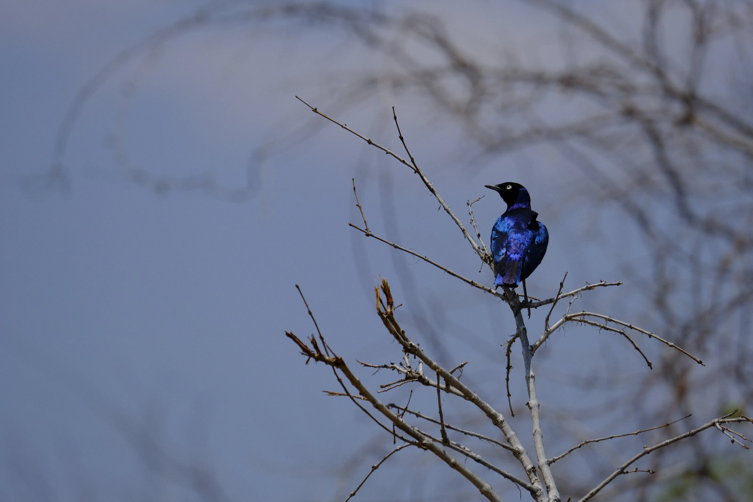 Blue glossy Magic